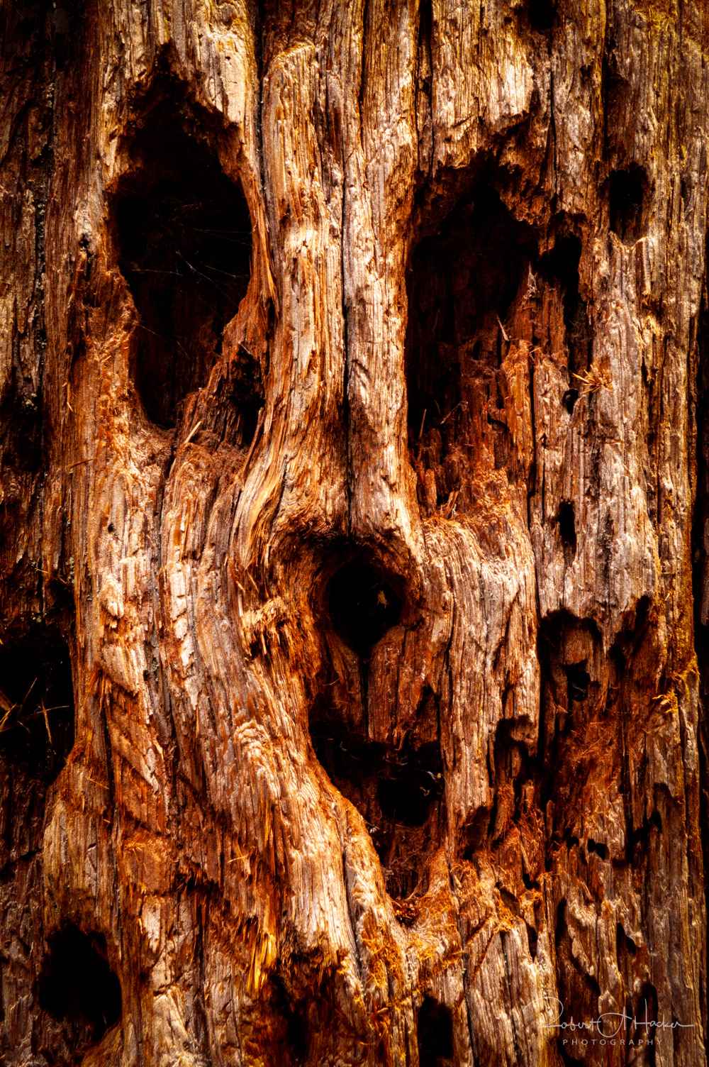 Face in a Tree