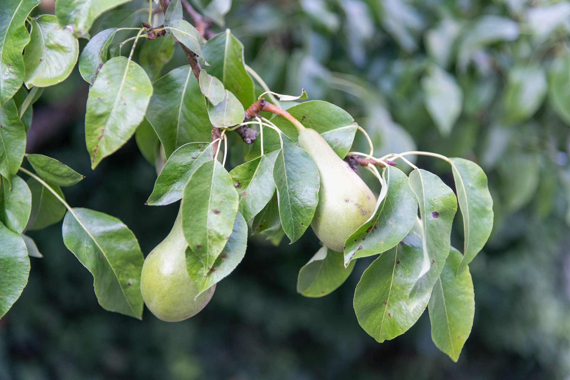 European Pears