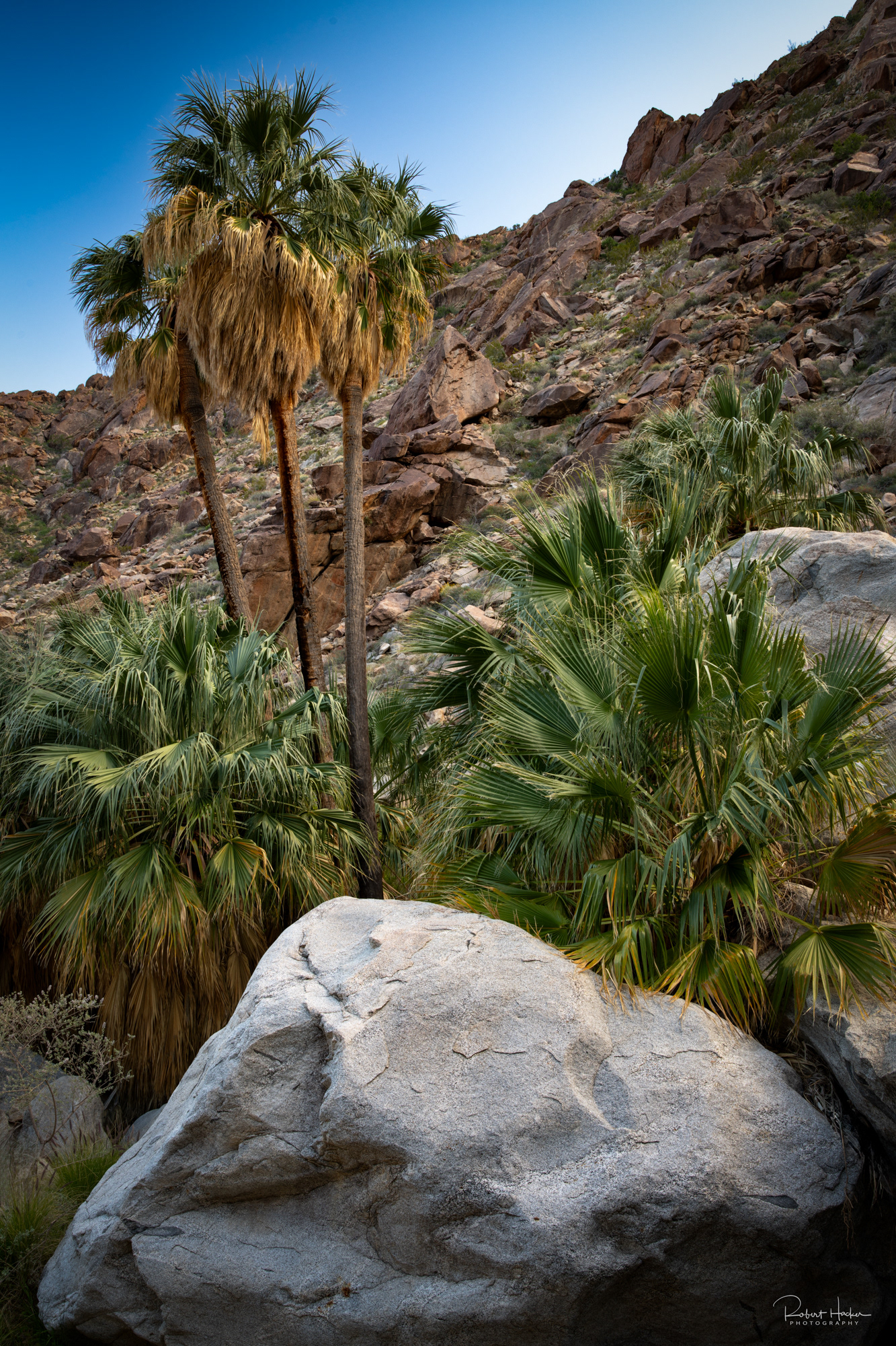 Desert Palm Canyon, Anza-Borrego Desert State Park, California
