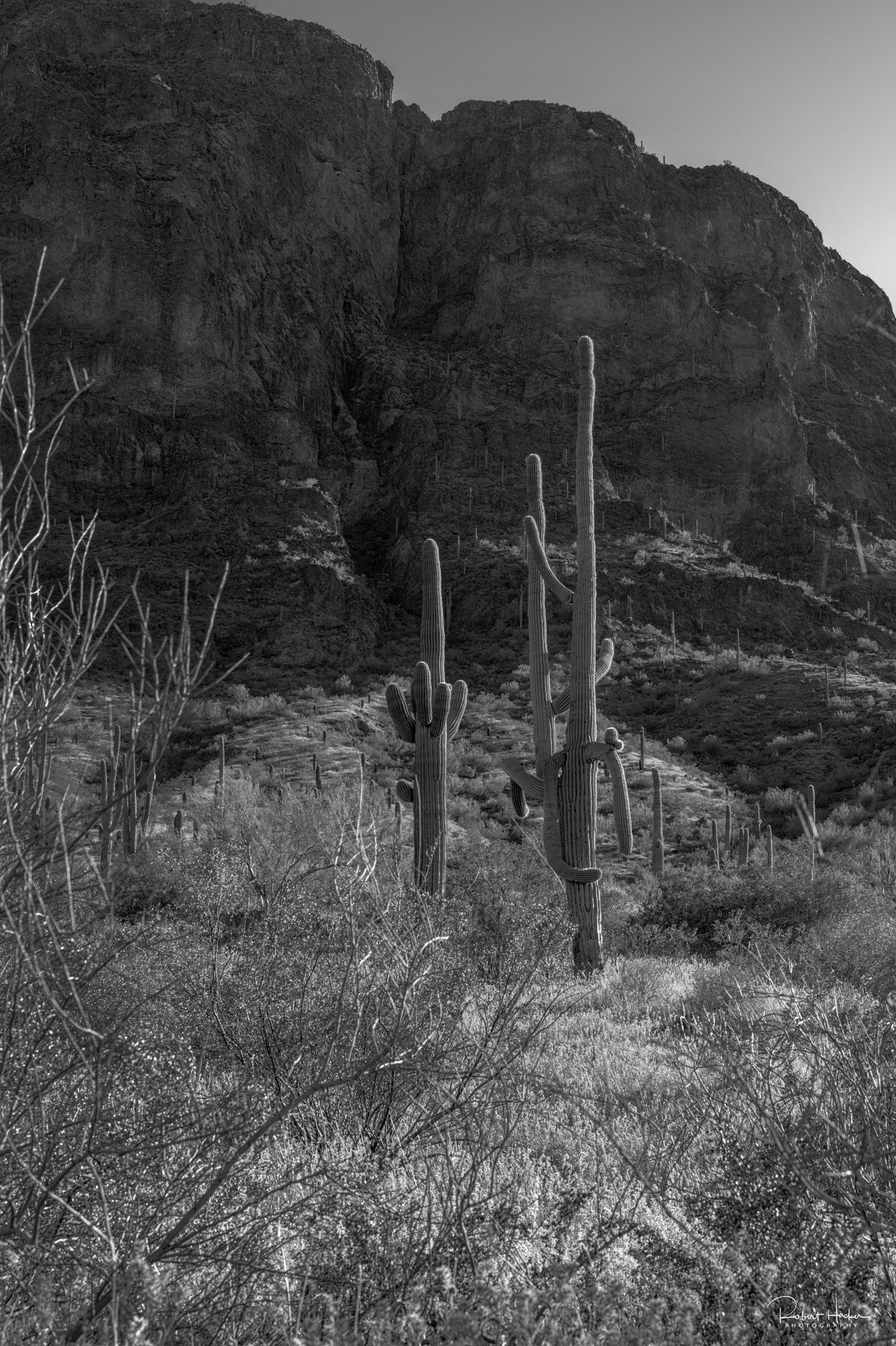 Picacho Peak State Park Landscape, Arizona