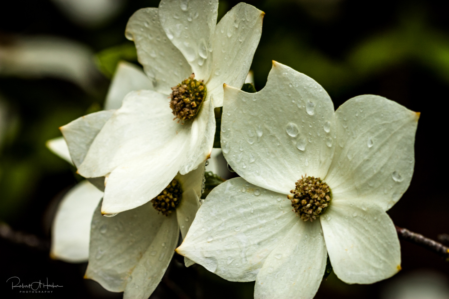 Dogwood Blossoms
