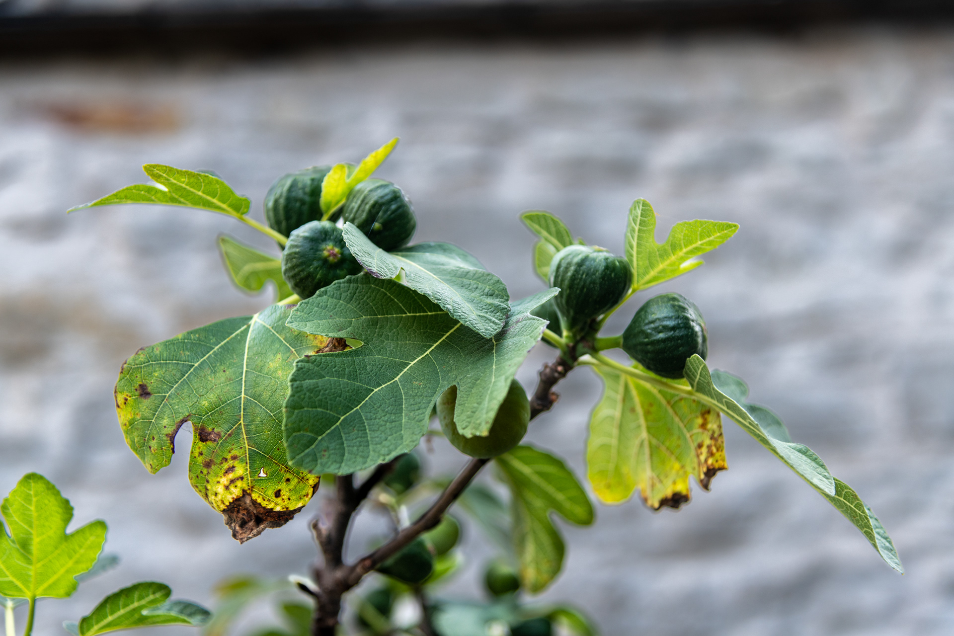 Figs