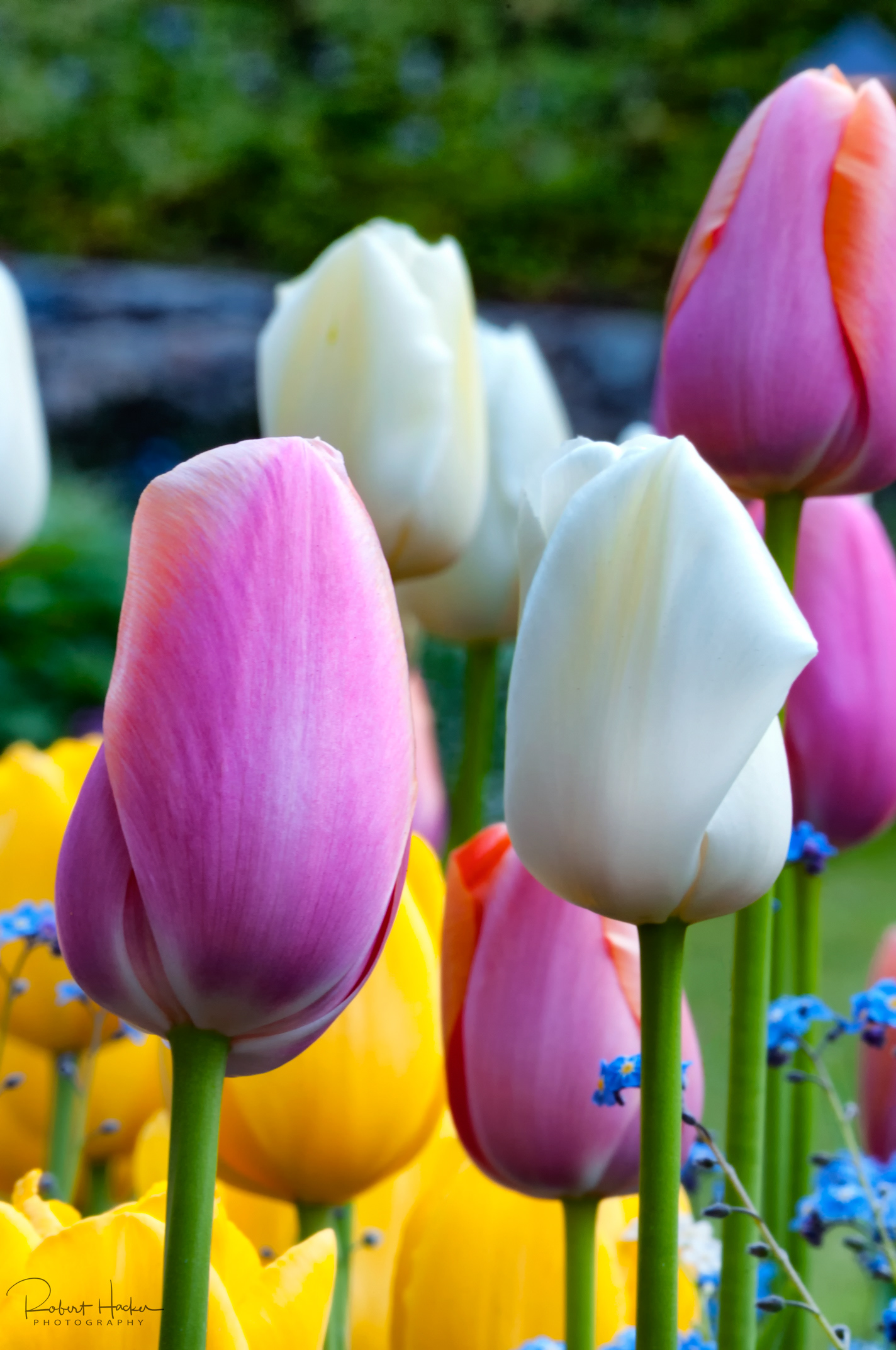 Tulips in Buchart Gardens, Victoria, BC, Canada