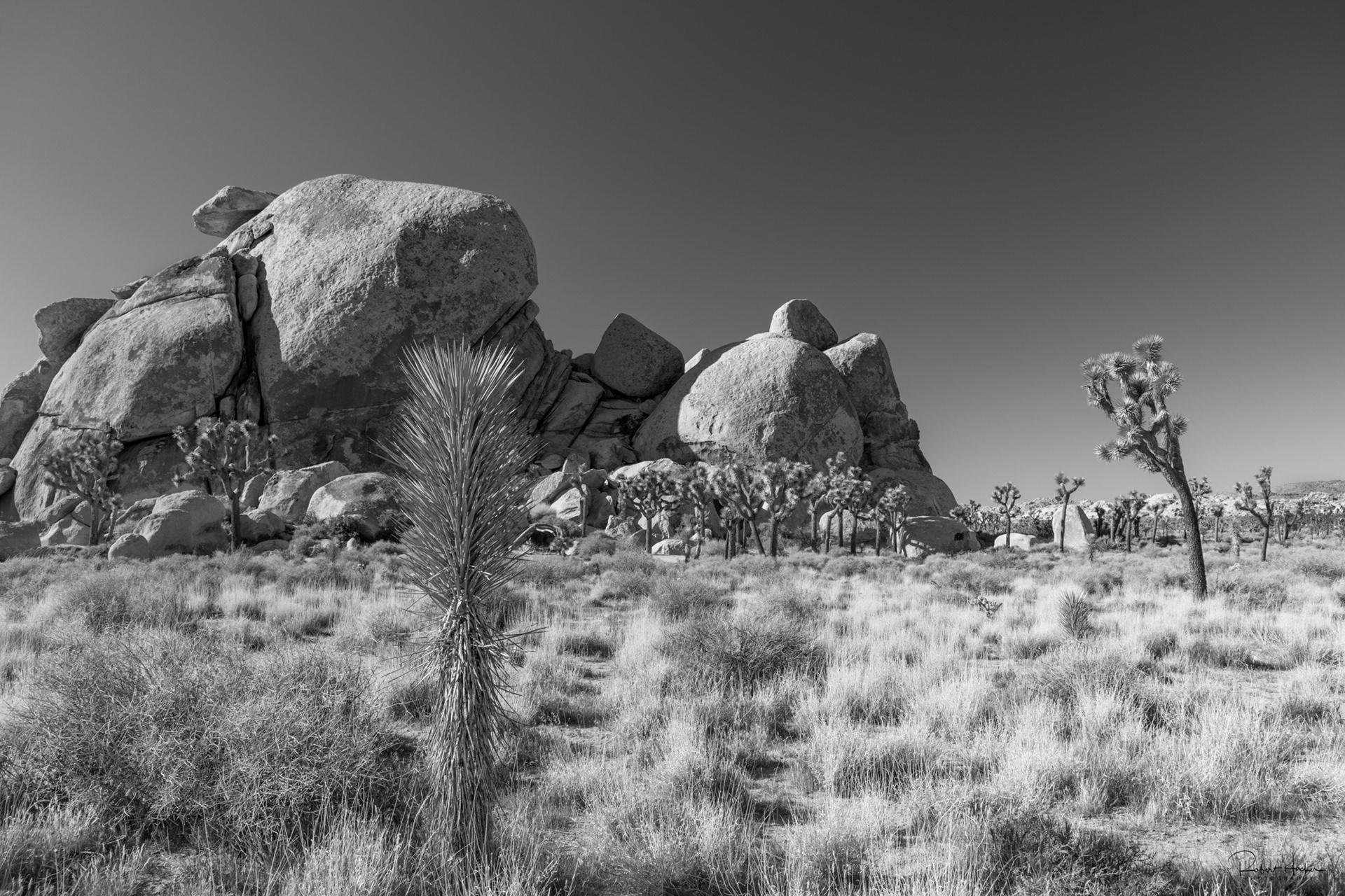 Cap Rock Loop, Joshua Tree National Park, California