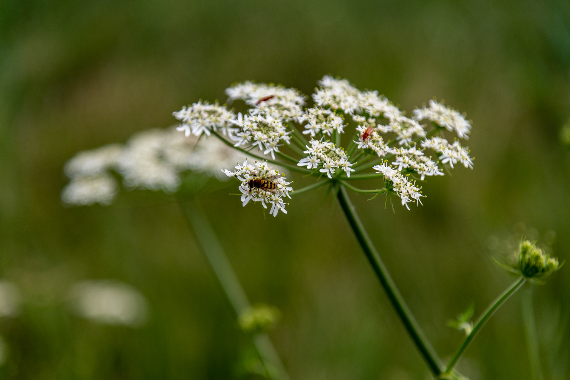 Hogweed along the path to Kochelsee