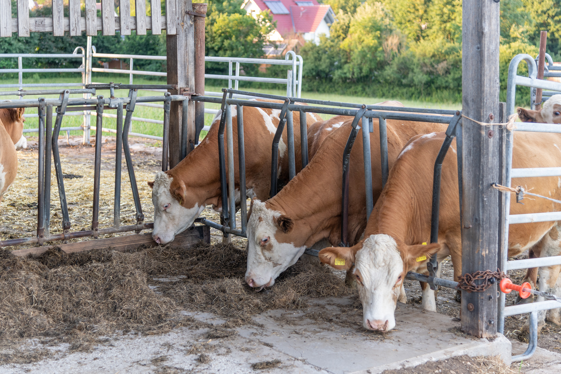 Cows that provide the abbey's dairy needs