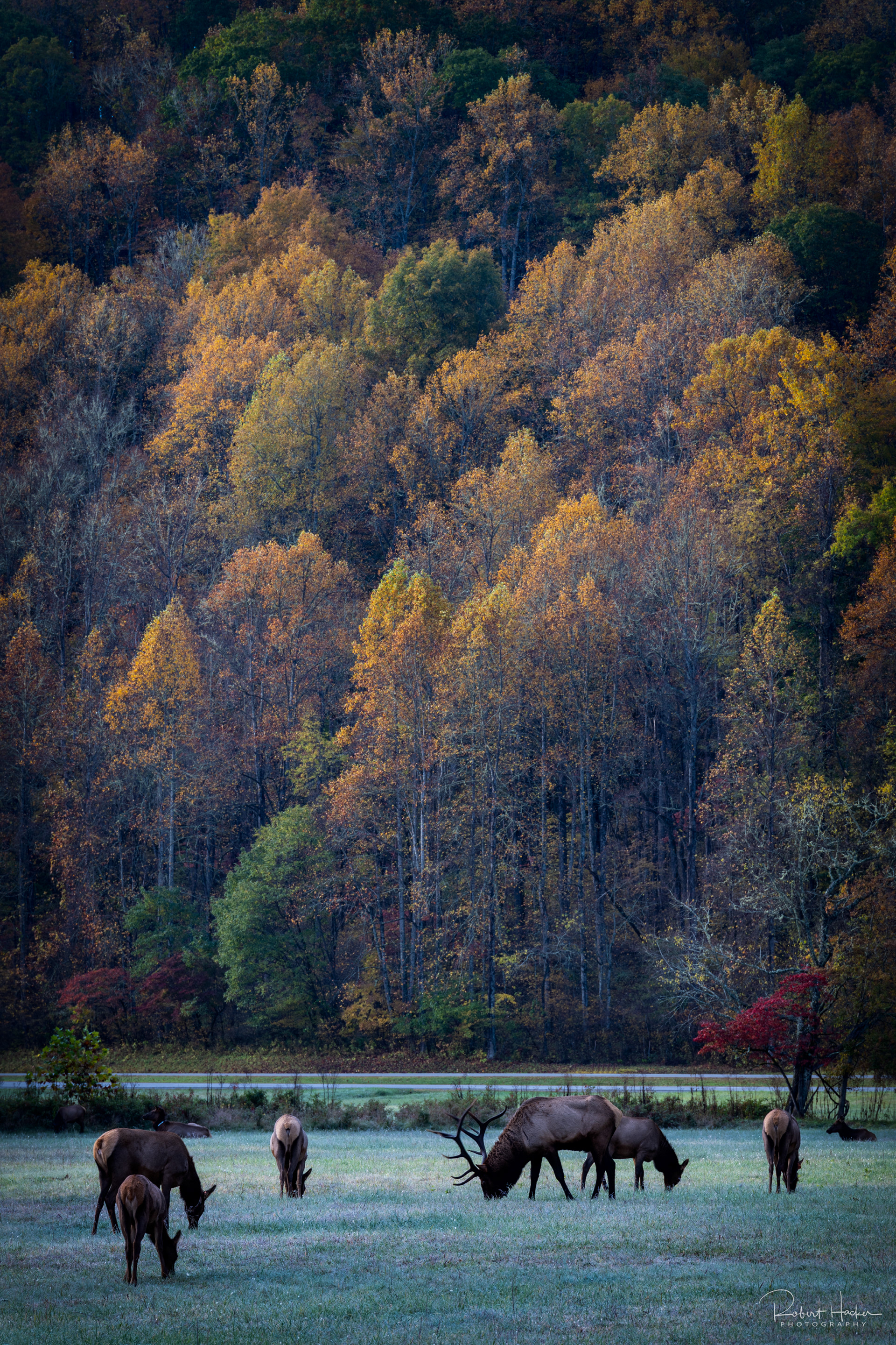Elk herd at sunrise at Oconaluftee Visitor Center, Great Smoky Mountains National Park
