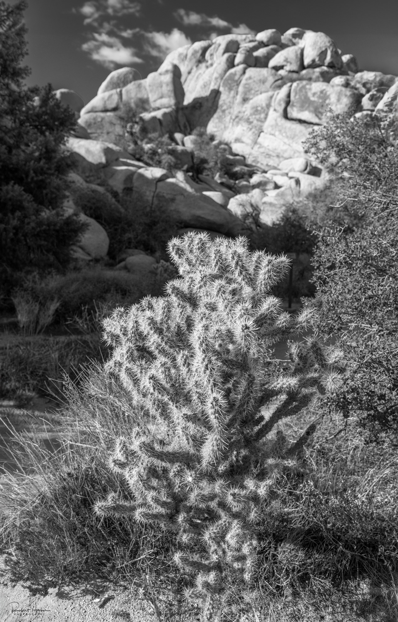 Barker Dam Loop, Joshua Tree National Park, California