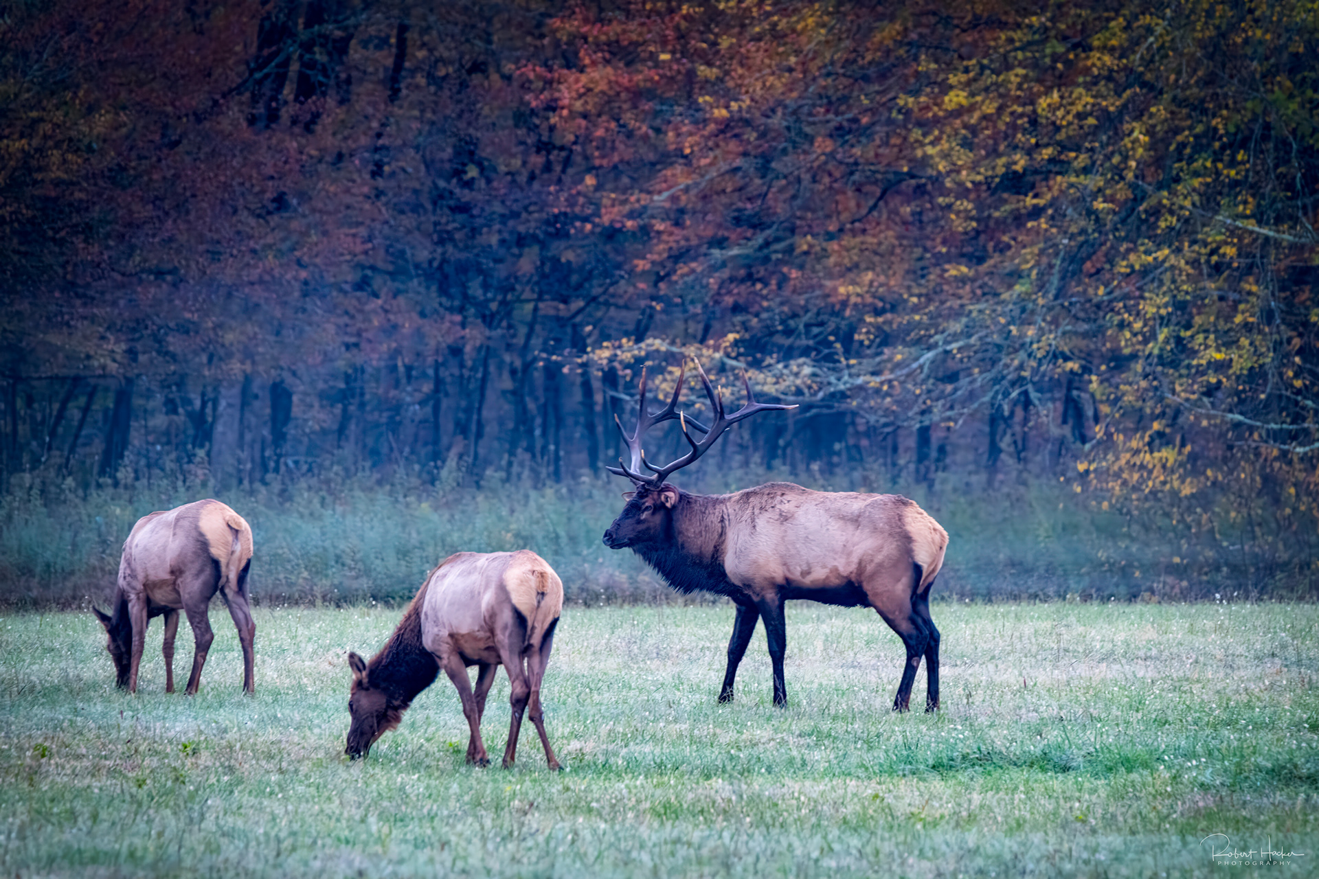 Elk herd at sunrise at Oconaluftee Visitor Center, Great Smoky Mountains National Park