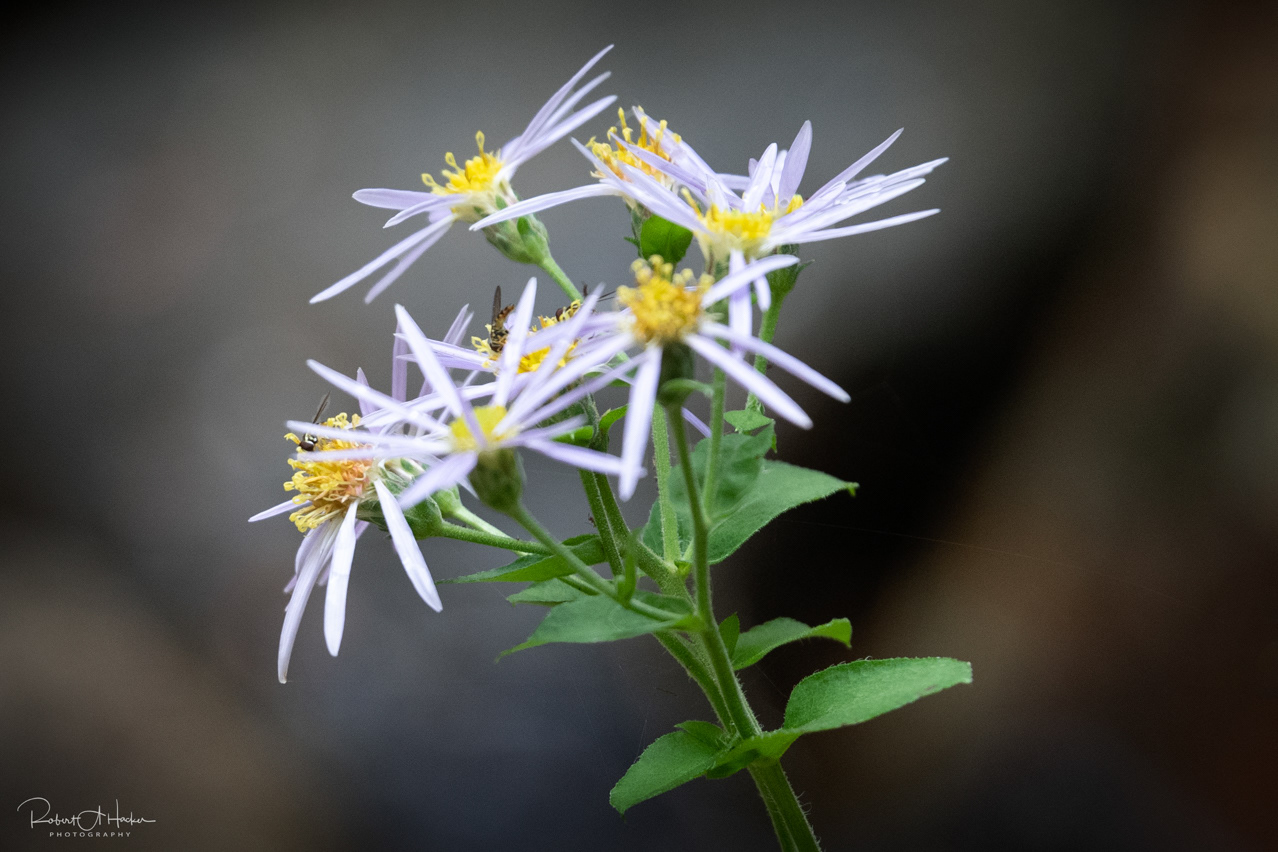 Bigleaf Aster growing next to the stream below Thompson Falls