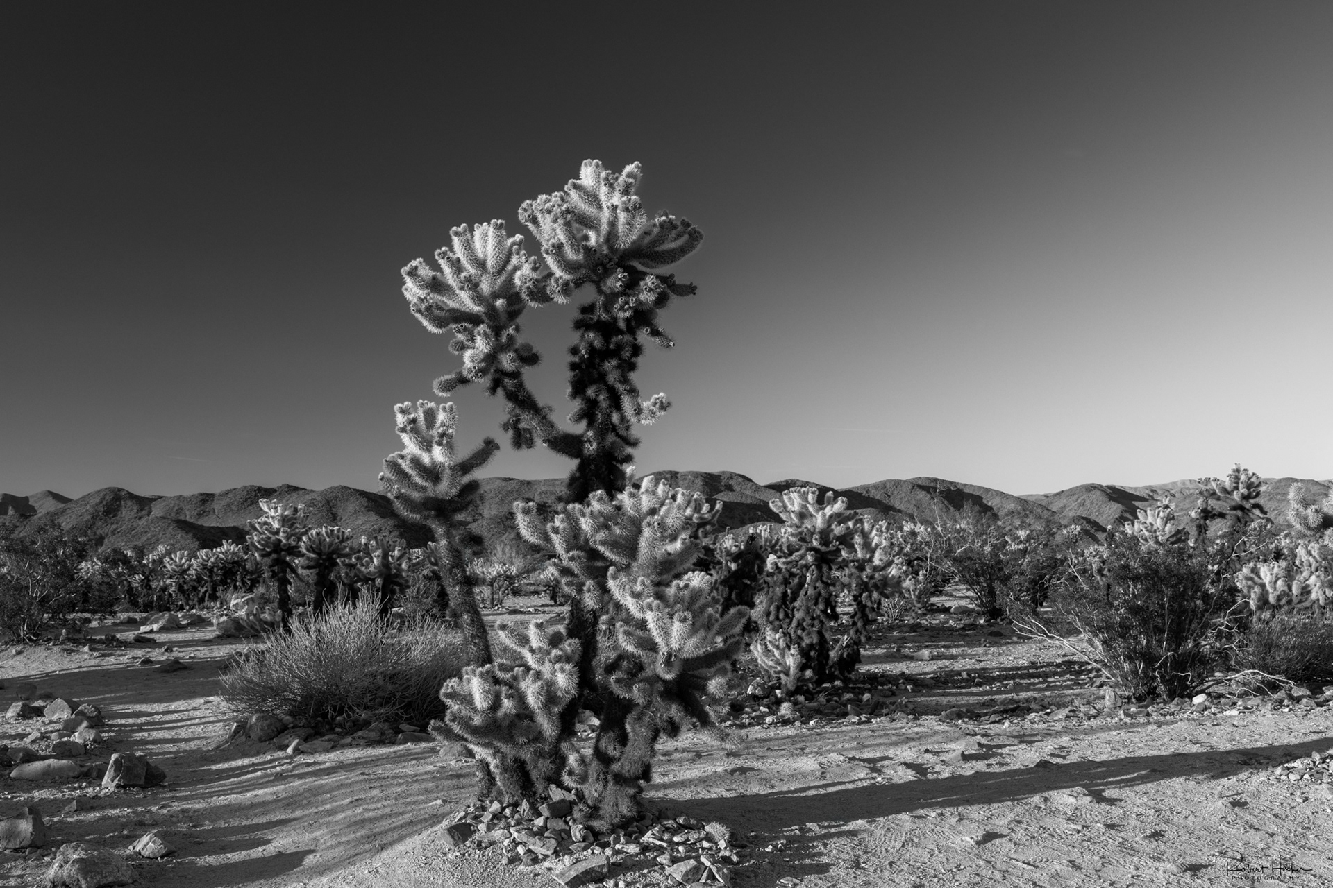 Cholla Cactus Garden, Joshua Tree National Park, California