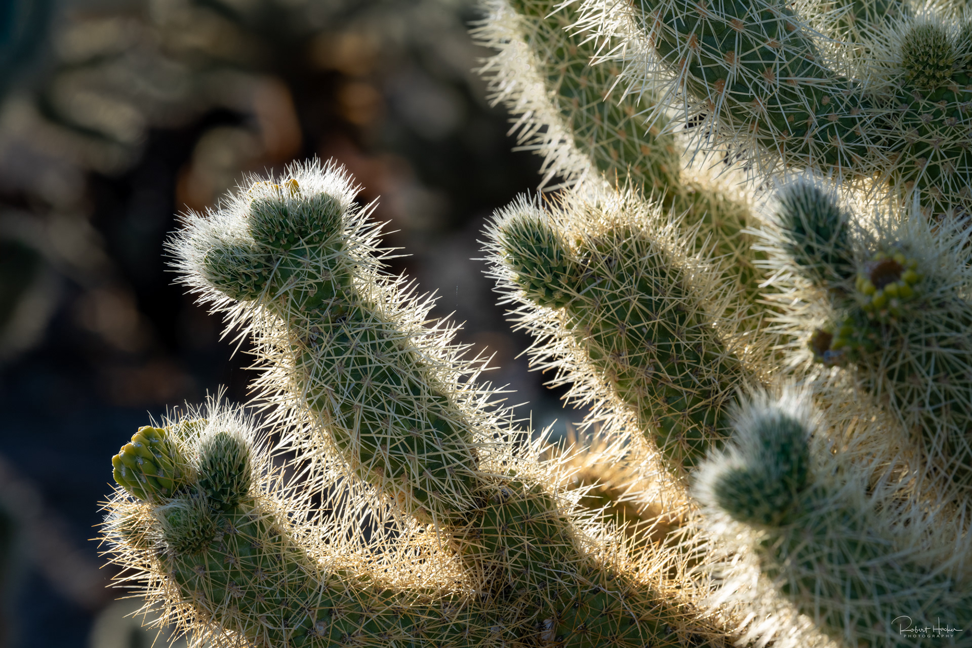 Cholla Cactus Garden, Joshua Tree National Park, California