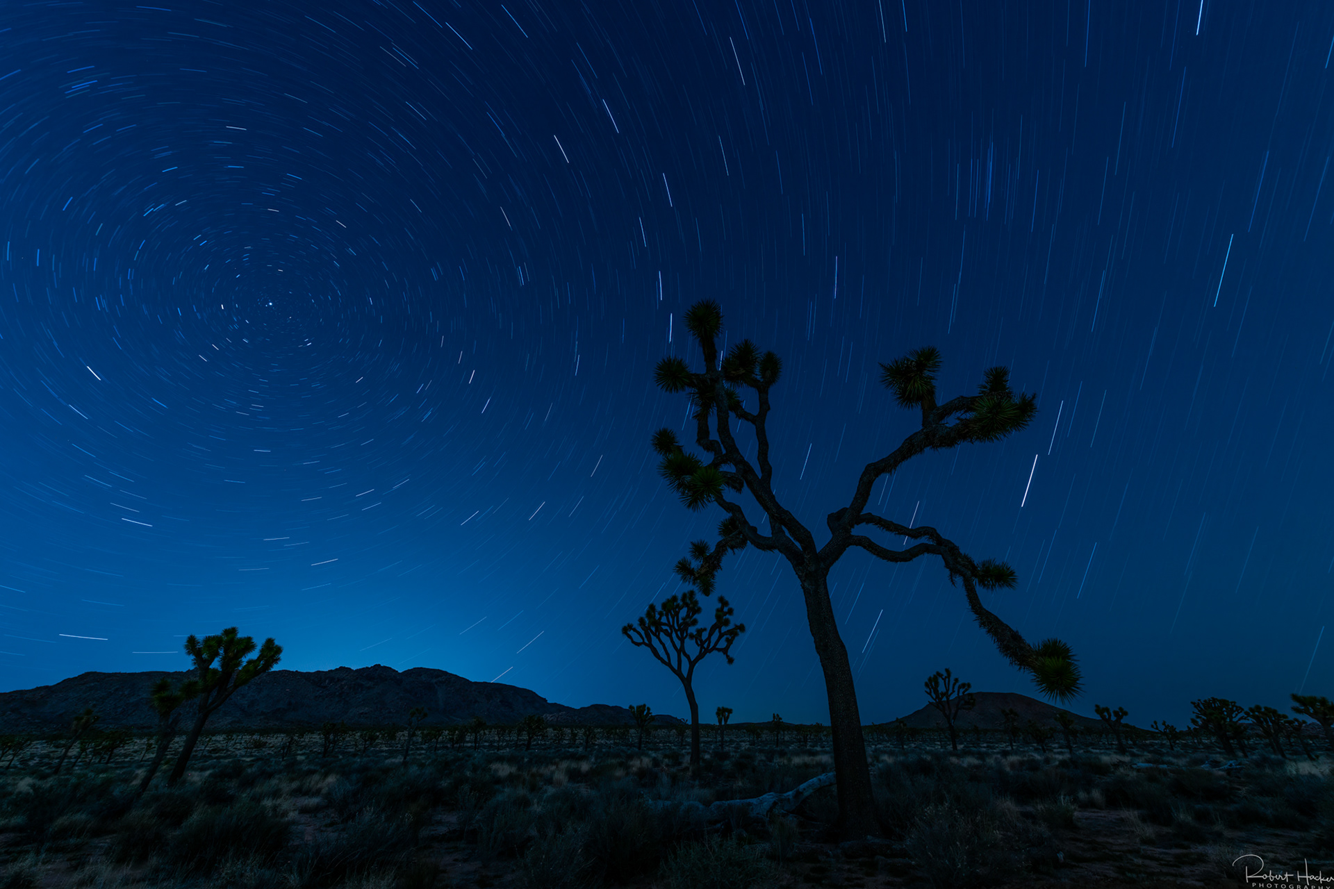 Star Trails (20 minute exposure) revolving around the North Star, Joshua Tree National Park, California