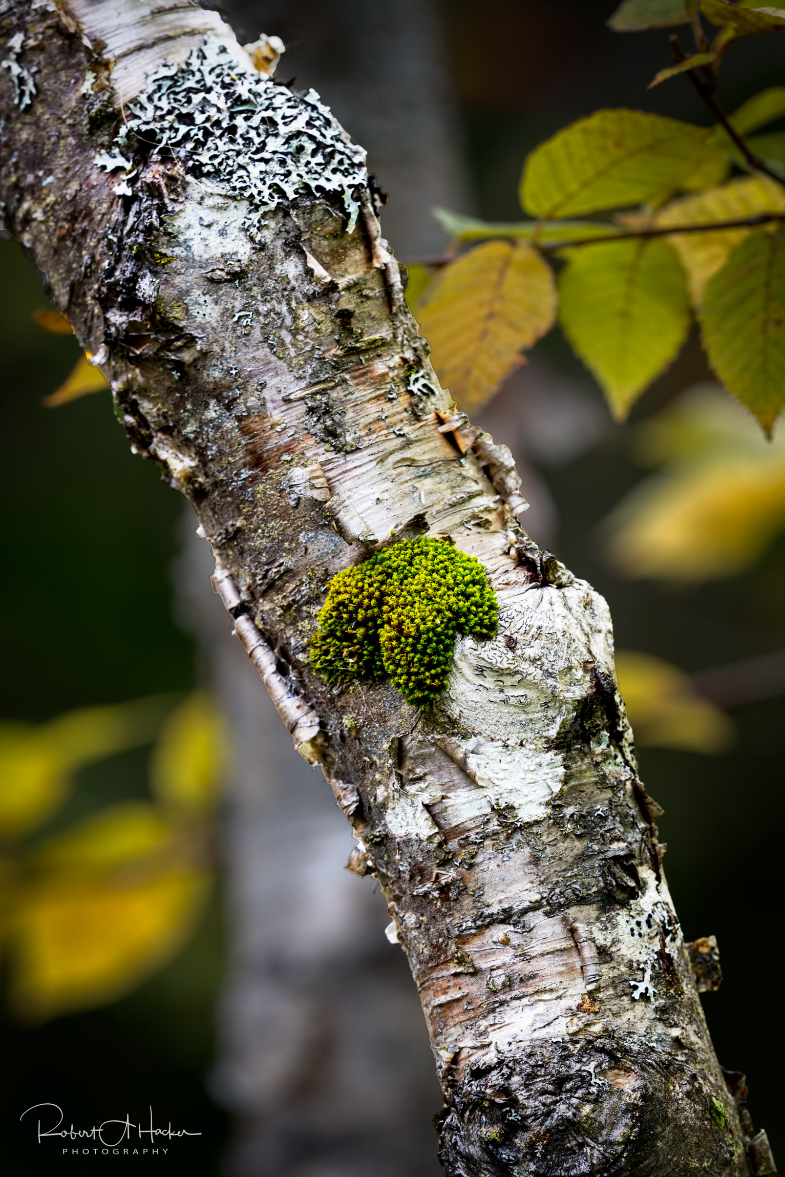 Moss on tree