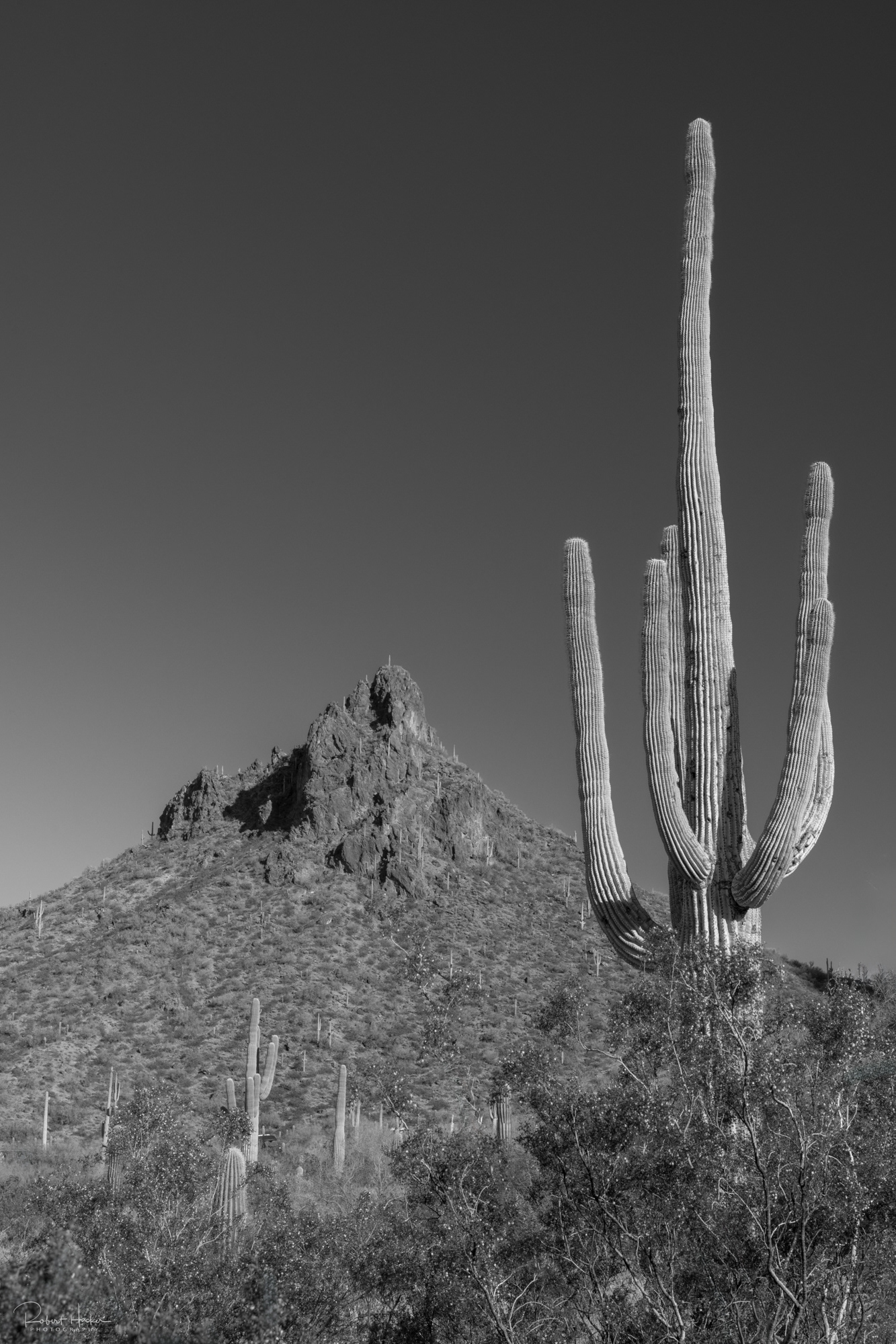 Picacho Peak State Park Landscape, Arizona