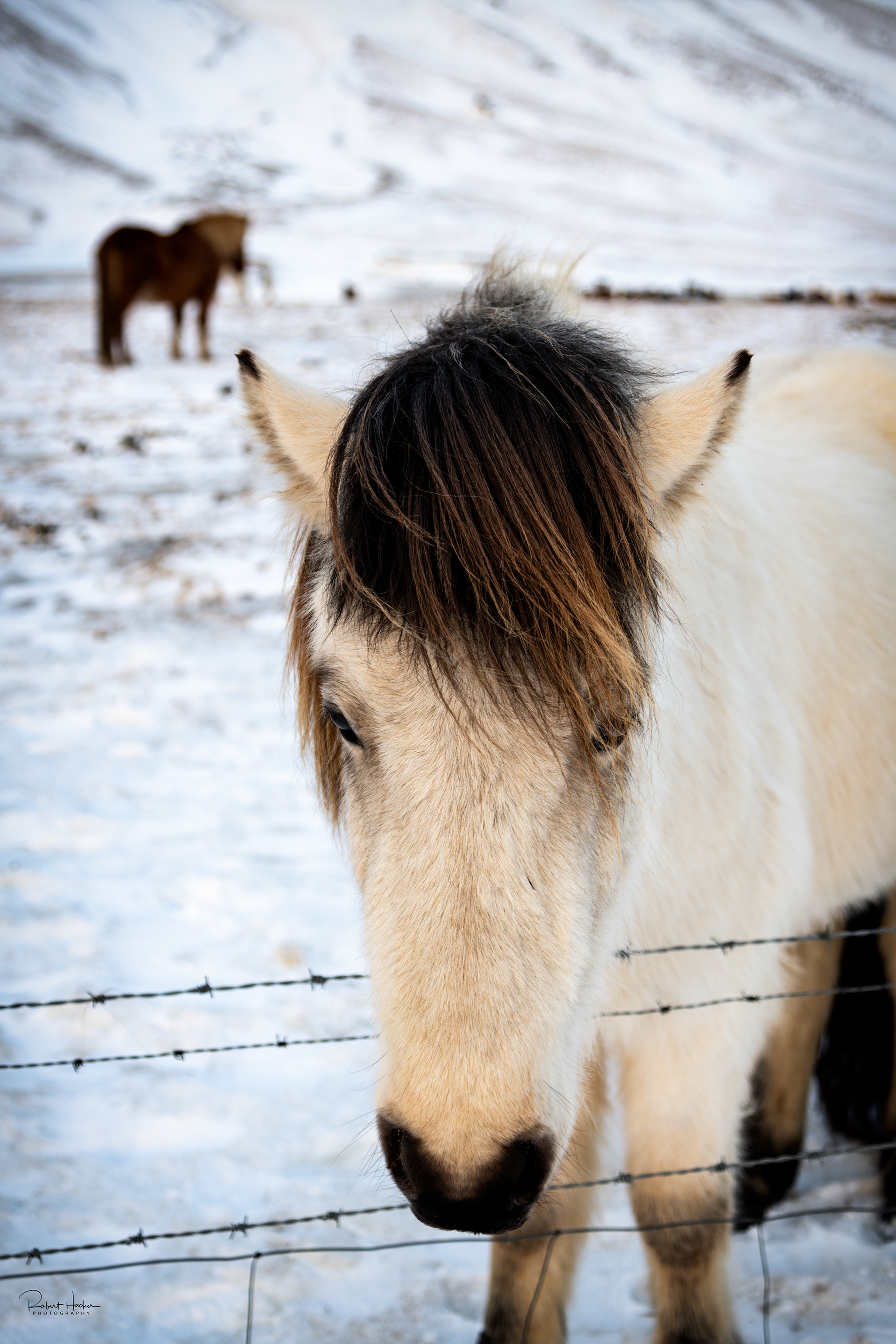 Icelandic horse