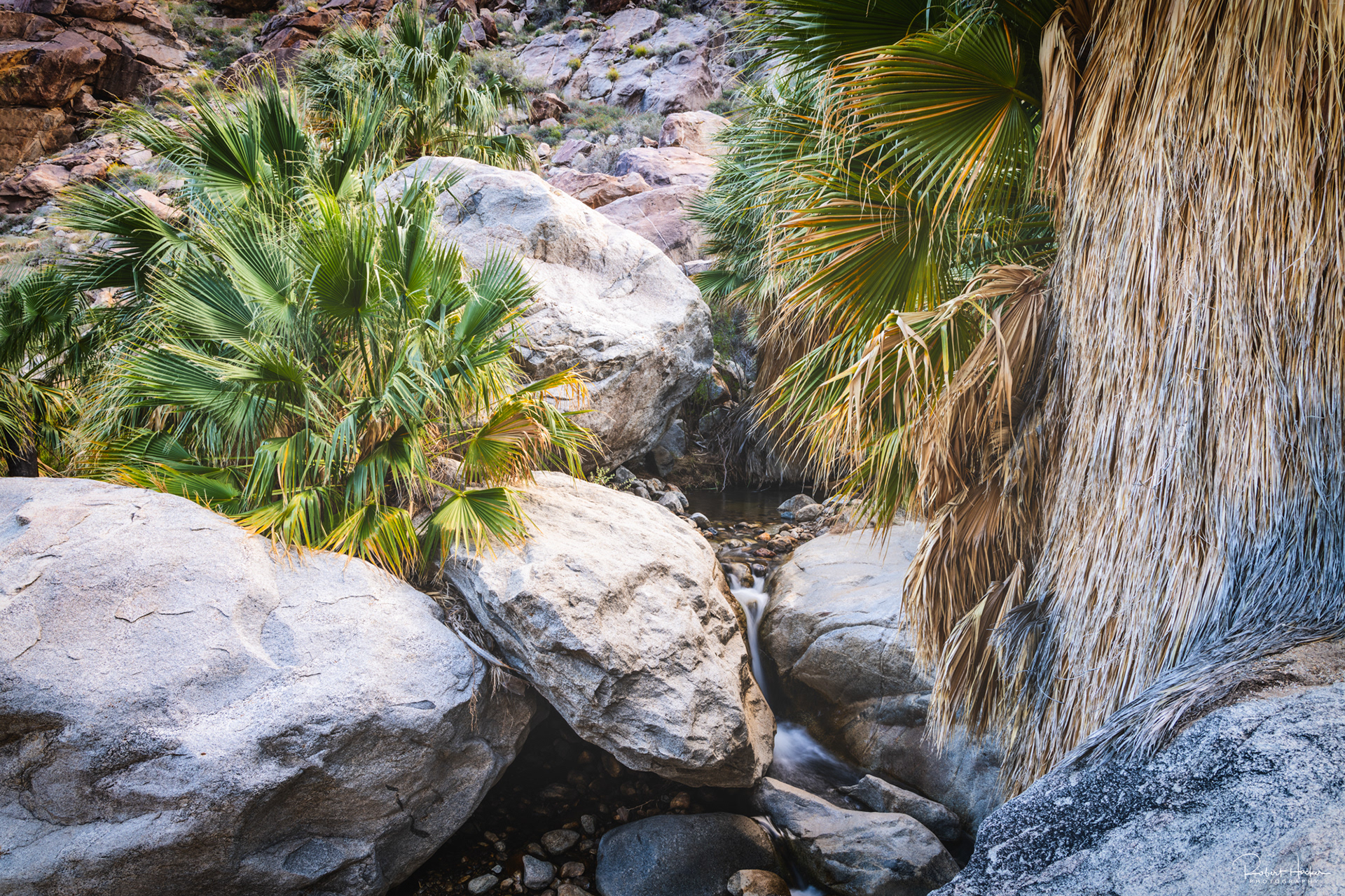 Desert Palm Canyon, Anza-Borrego Desert State Park, California