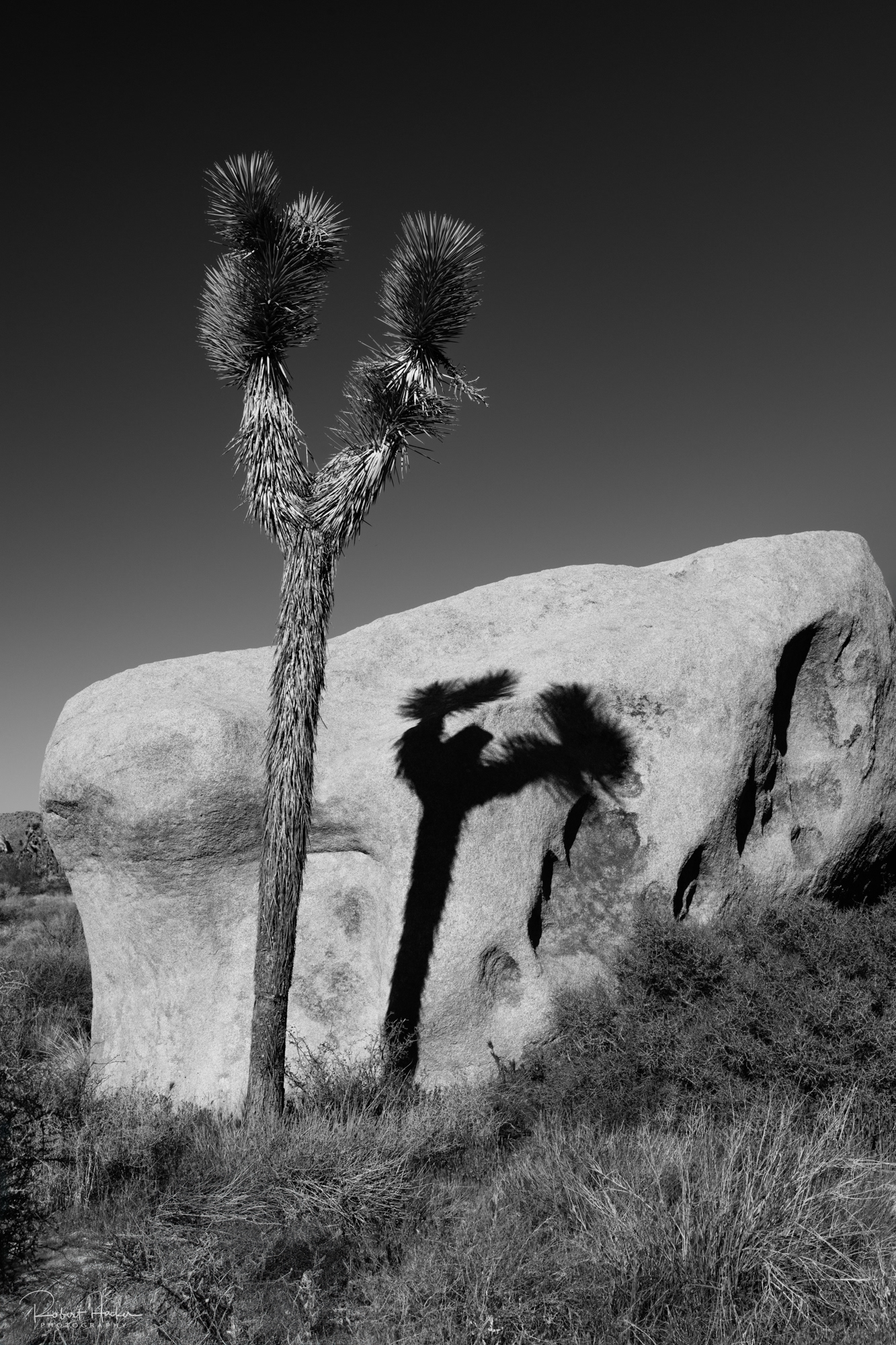 Cap Rock Loop, Joshua Tree National Park, California