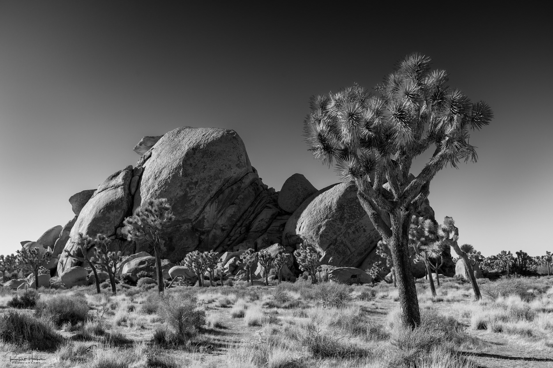 Cap Rock Loop, Joshua Tree National Park, California