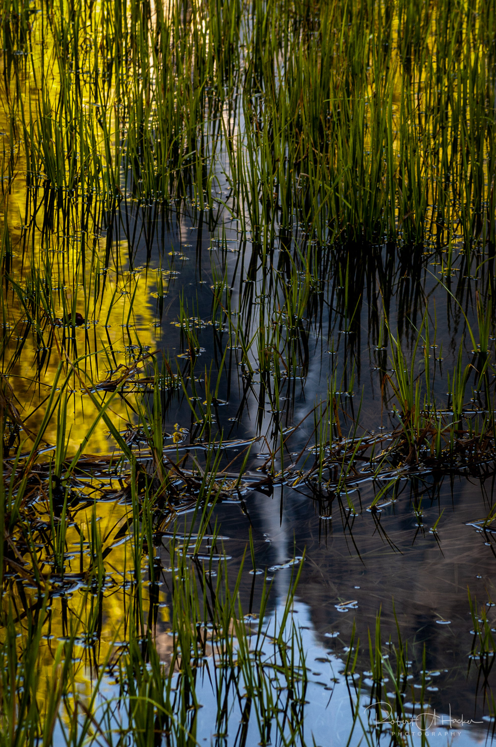 Yosemite Falls Reflection
