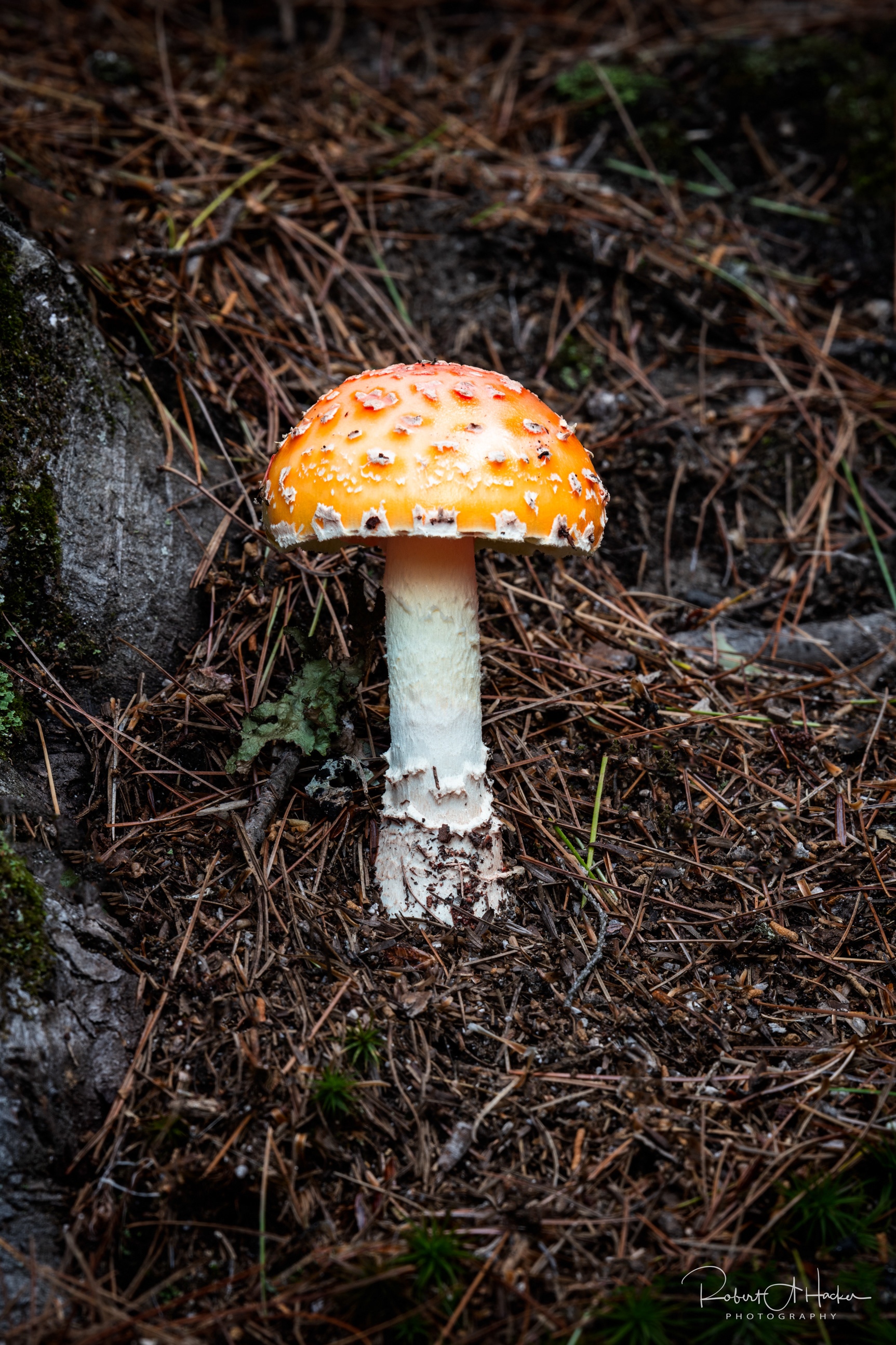 Amanita muscaria fungus growing on the forest floor near Diana's Baths, Very Poisonous