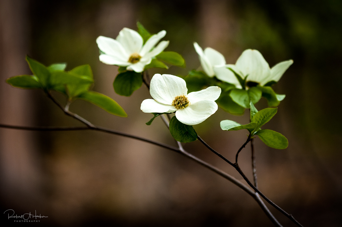 Dogwood Blossoms