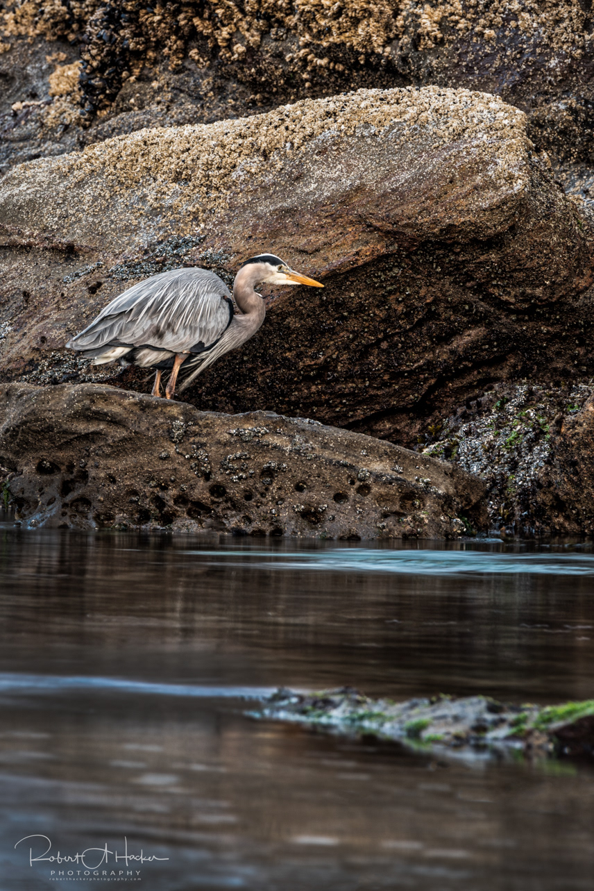 Heron hunting for breakfast, Clam shells on the beach, Seal Rock State Wayside, Newport, Oregon