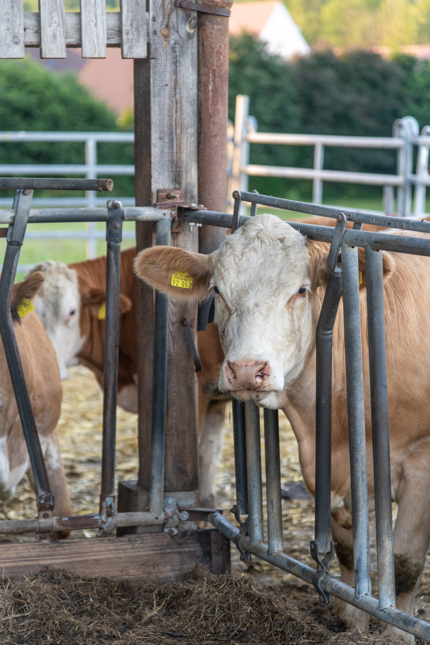 Abbey cows