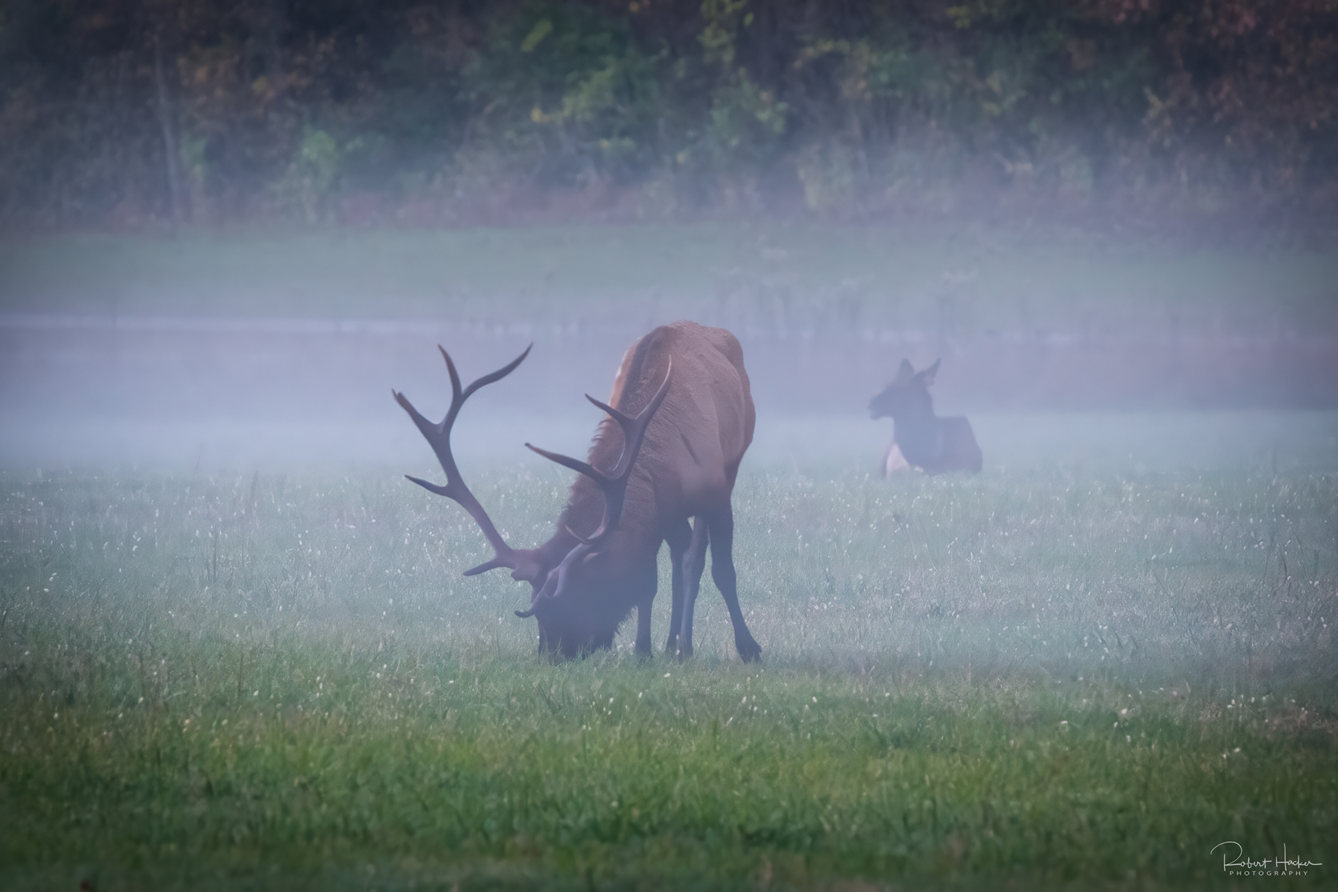 Elk herd at sunrise at Oconaluftee Visitor Center, Great Smoky Mountains National Park
