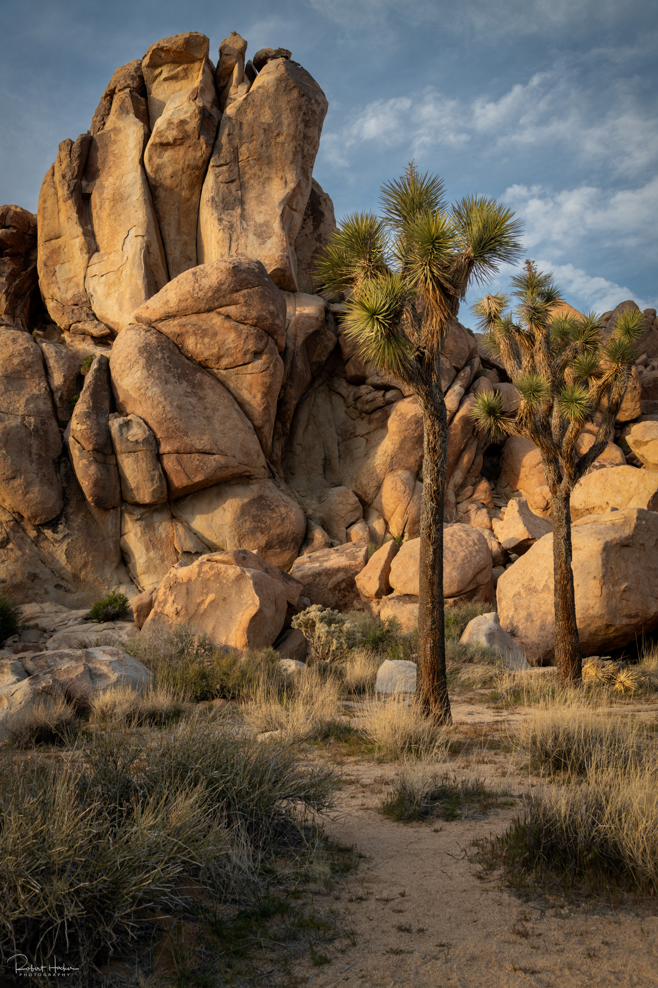 Hemingway area, Joshua Tree National Park, California