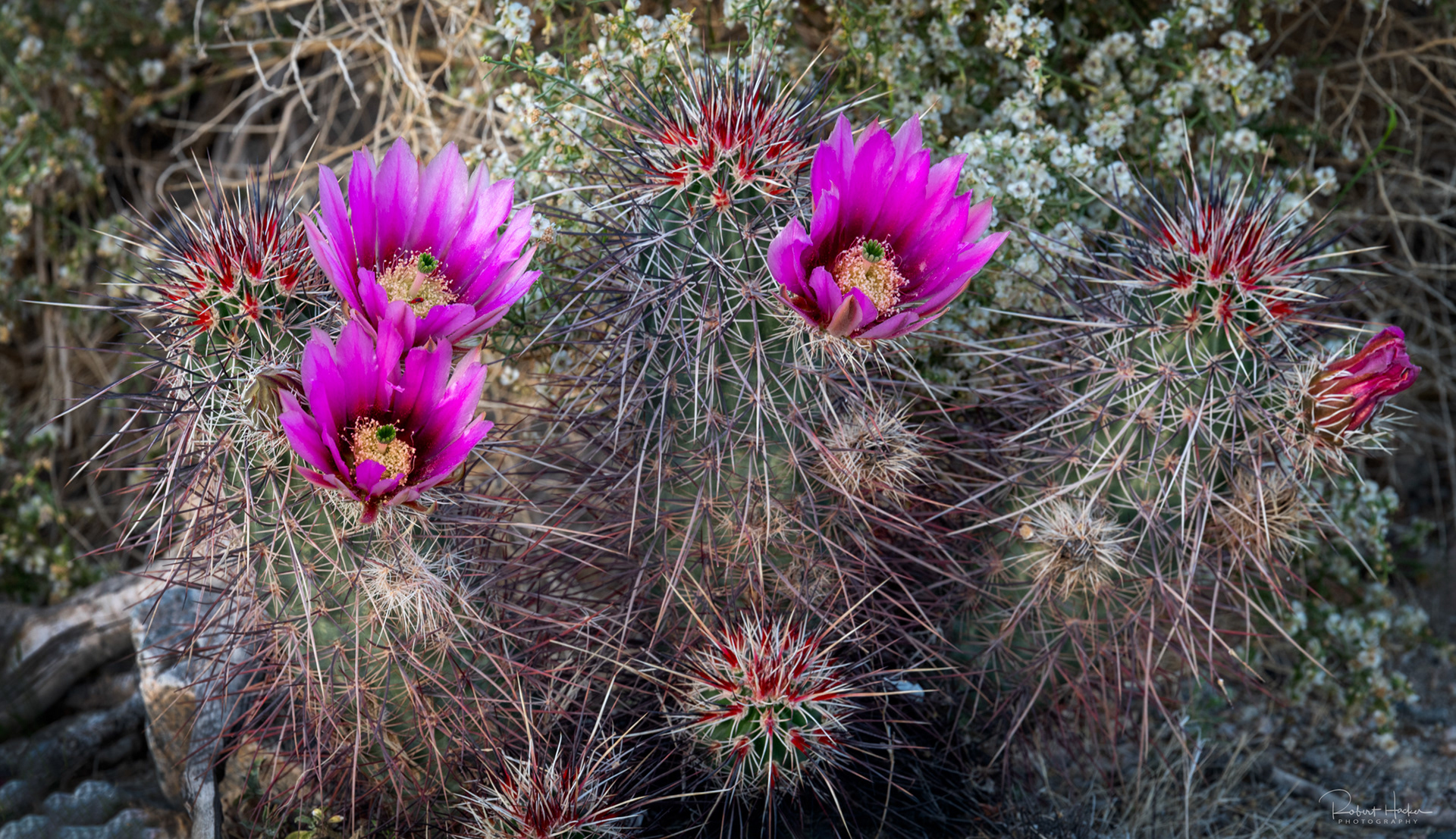 Cholla Cactus Garden, Joshua Tree National Park, California