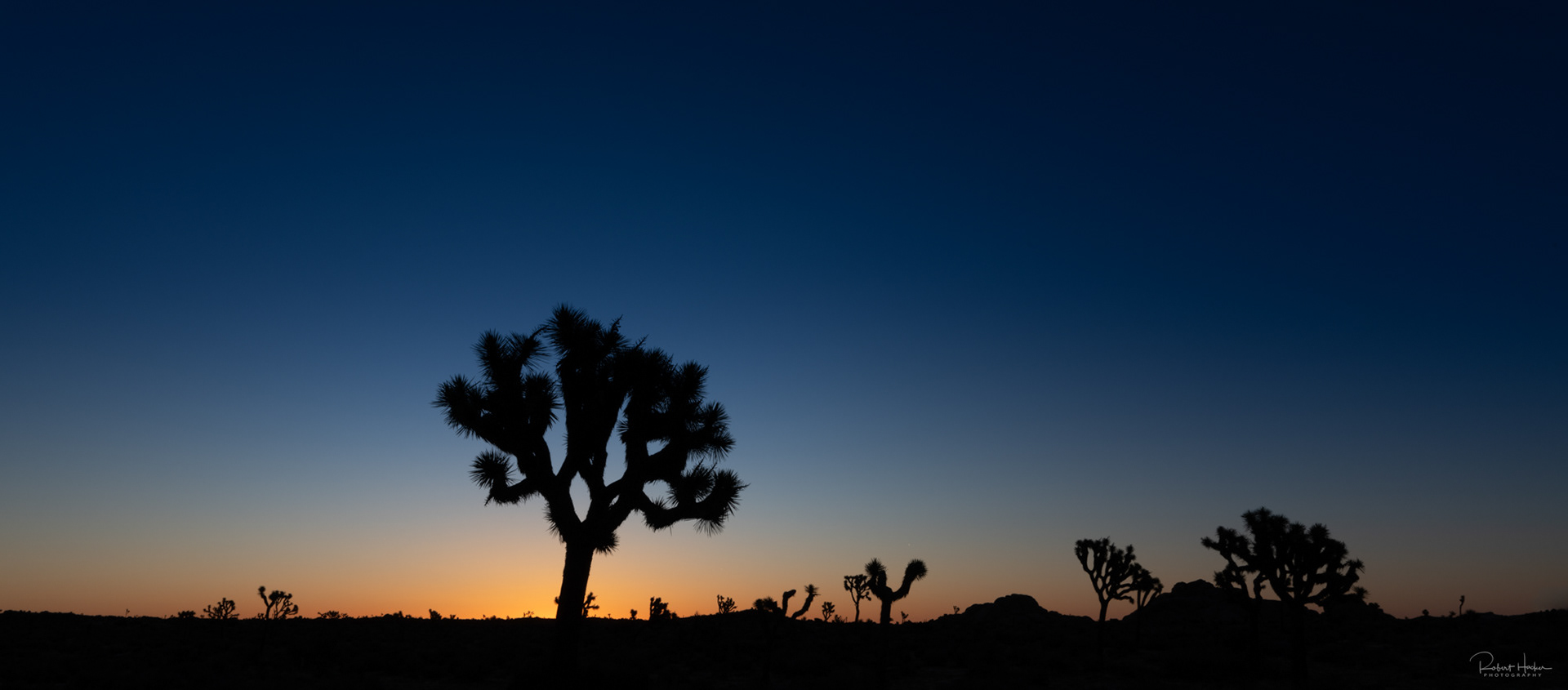 Pre-dawn, Geology Tour Road, Joshua Tree National Park, California