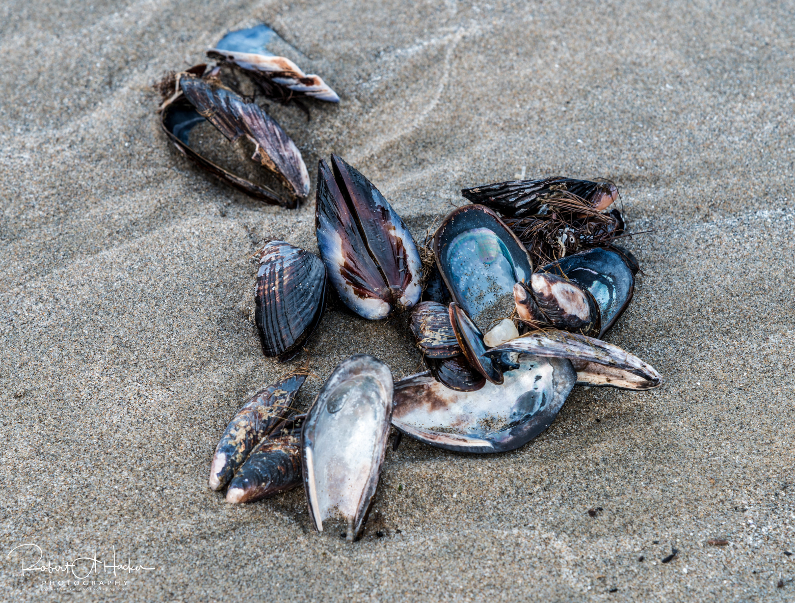 Clam shells on the beach, Seal Rock State Wayside, Newport, Oregon