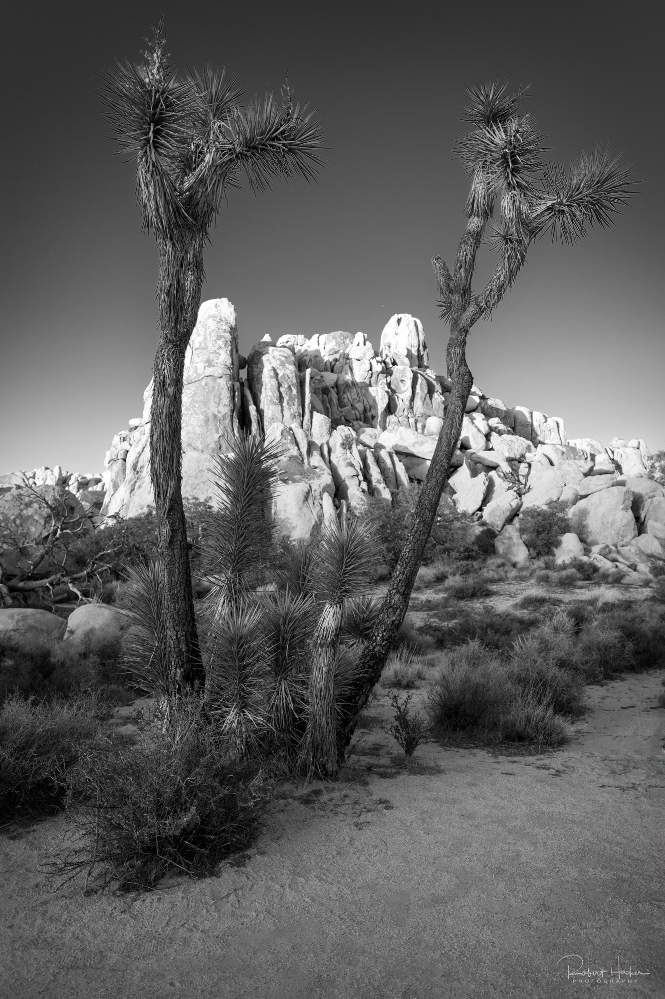 Hidden Valley area, Joshua Tree National Park, California