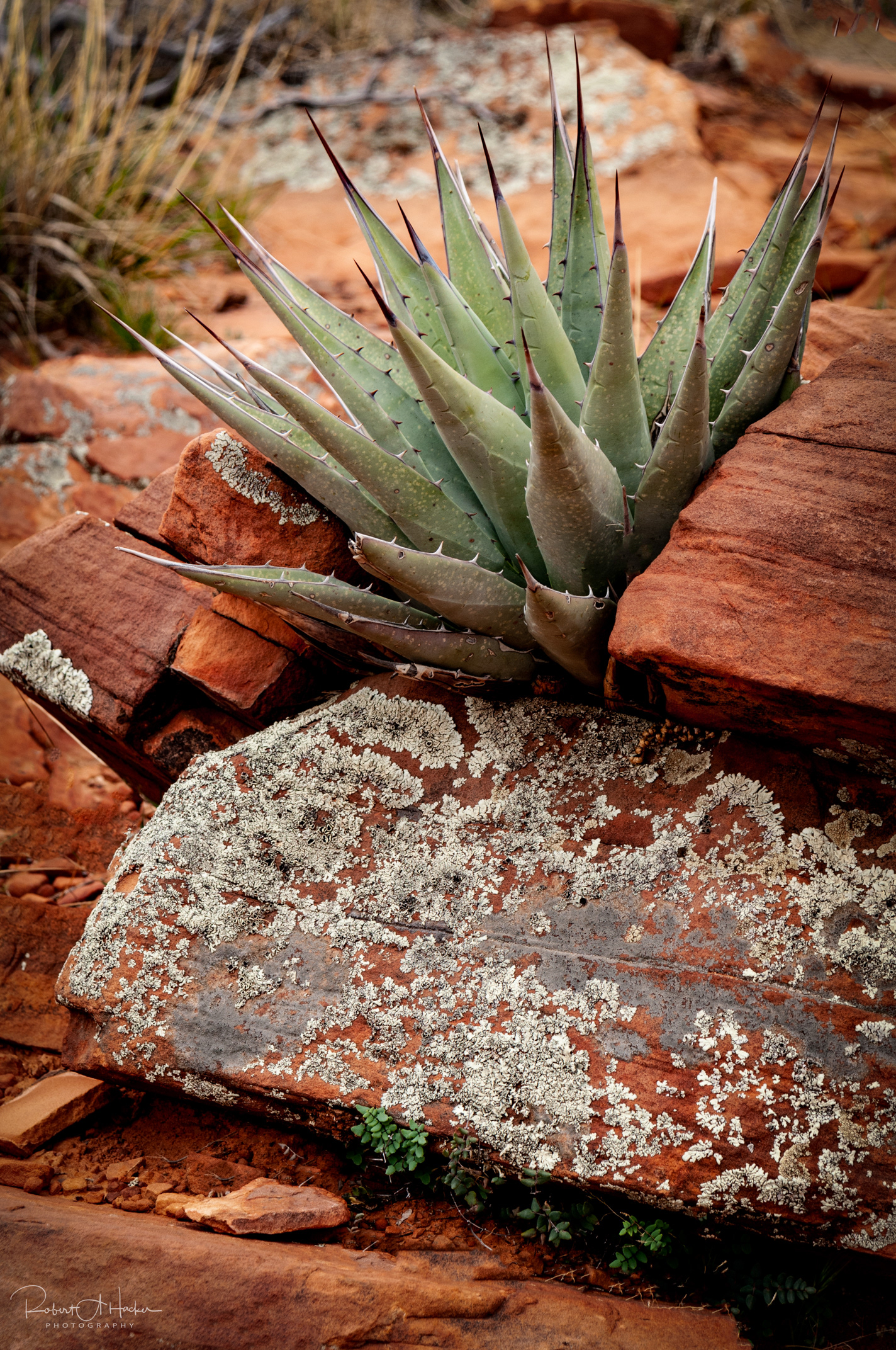 Doe Mountain, Sedona AZ