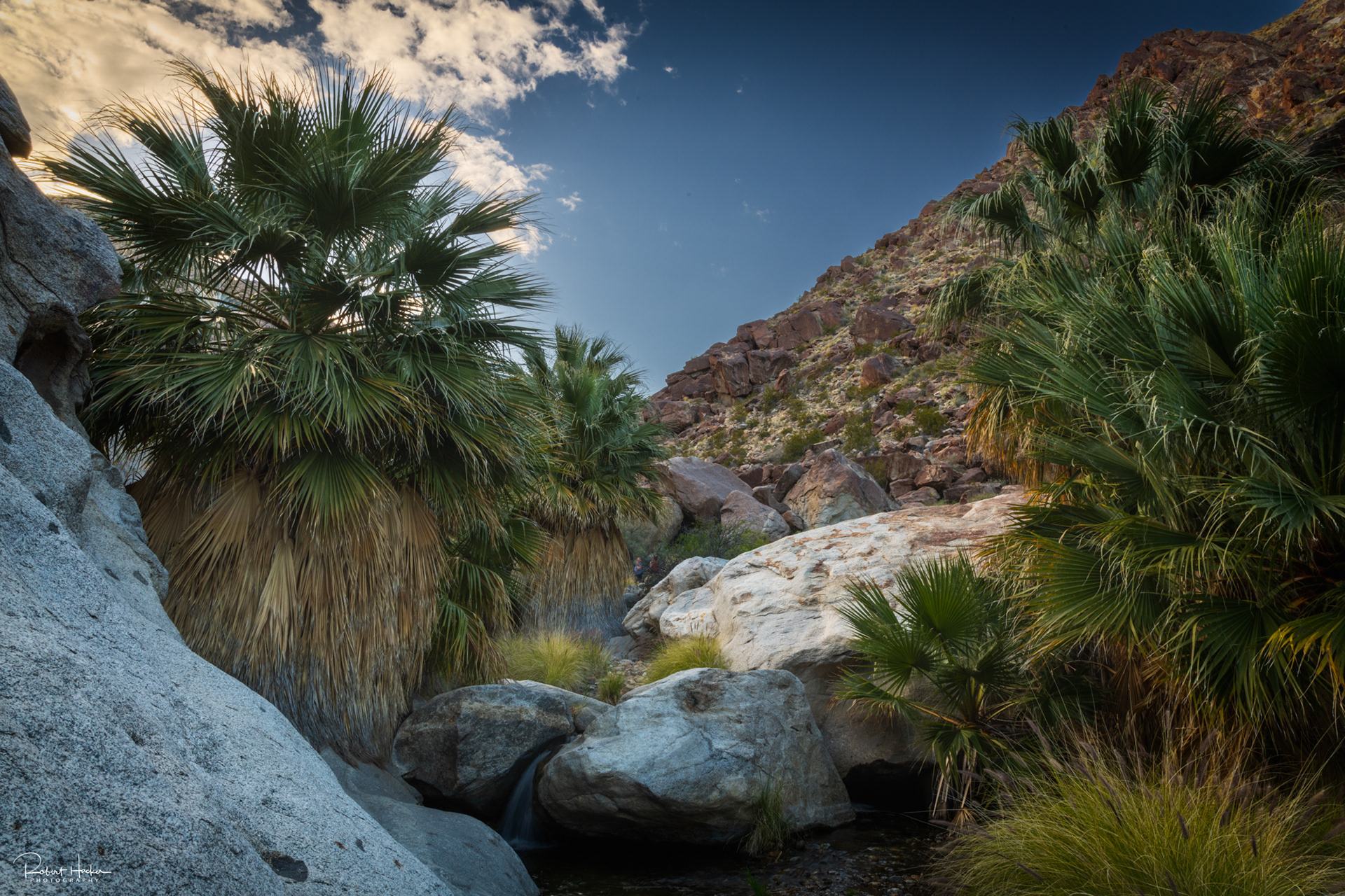 Desert Palm Canyon, Anza-Borrego Desert State Park, California
