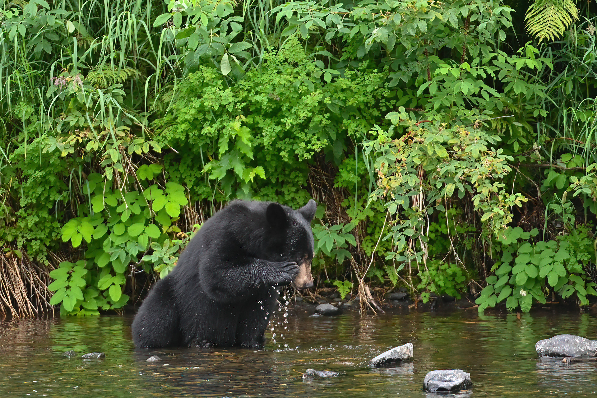 A young black bear washes its face in the Russian River.
