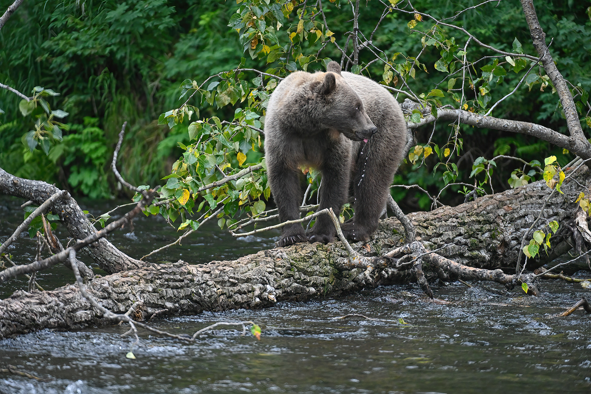 A young brown bear grabs a drink from the Russian River.