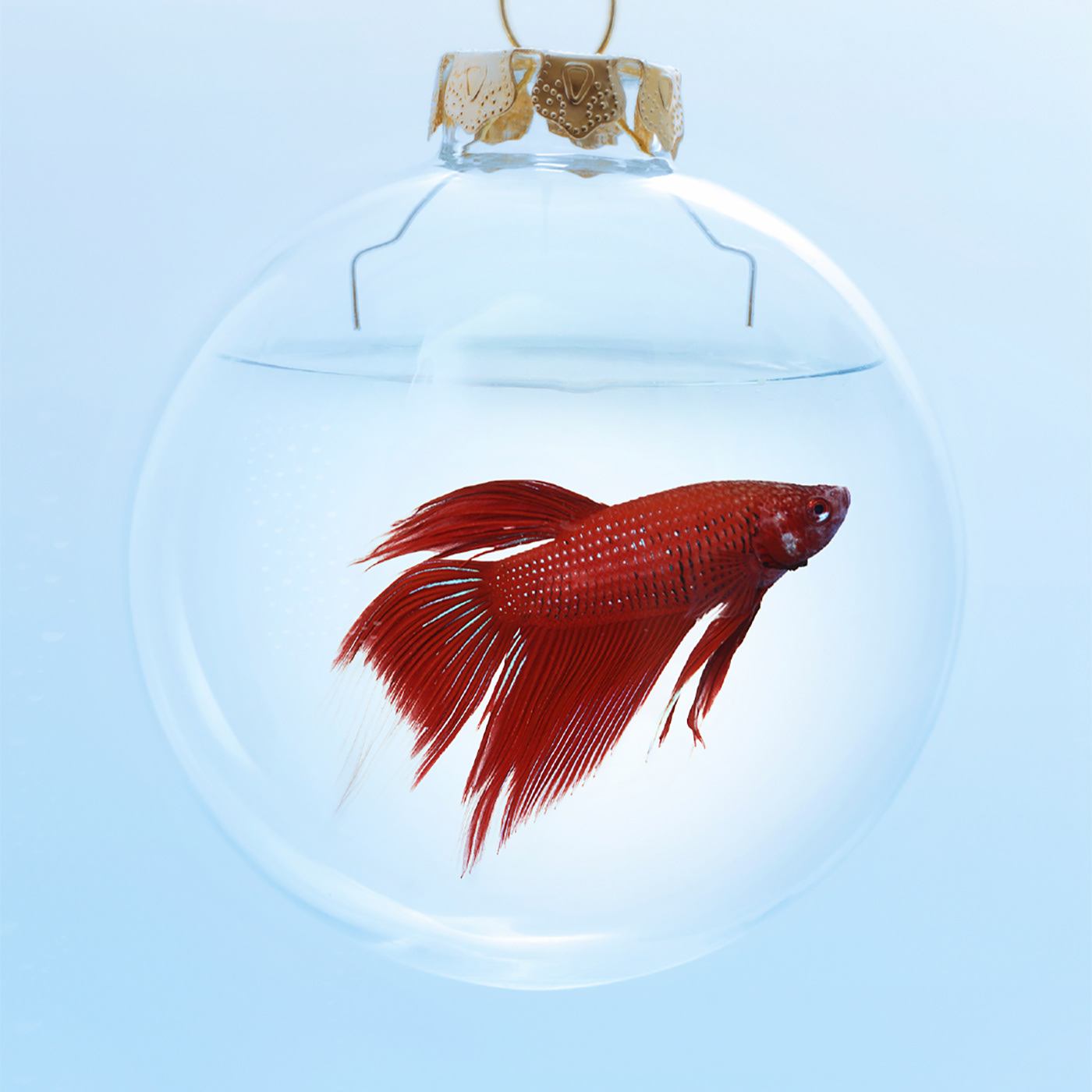 Stock image of goldfish in clear bauble.