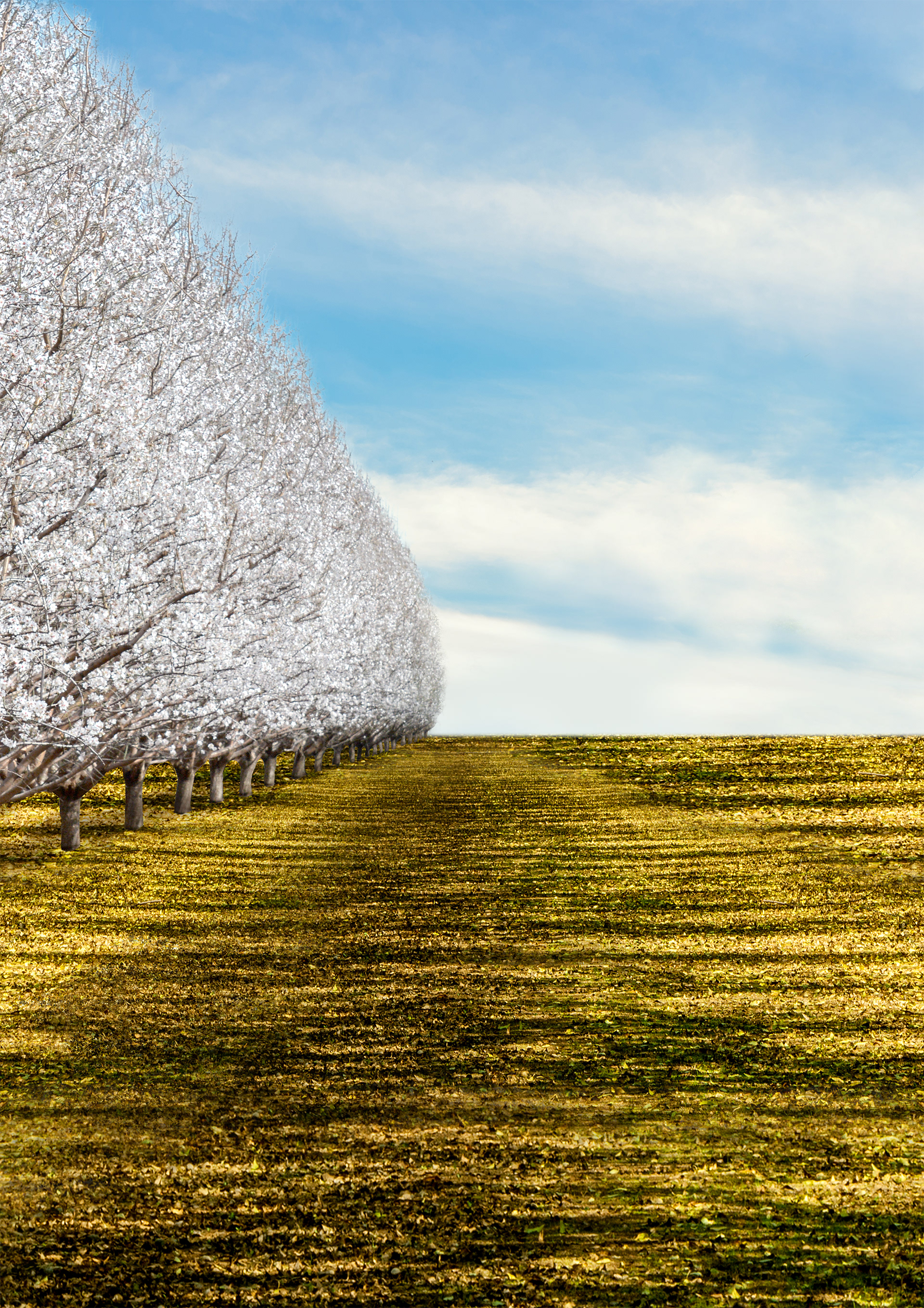 Early season almond trees added.