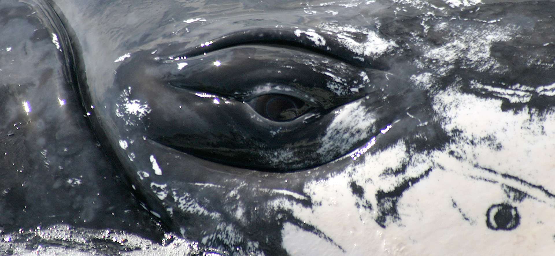 Close-up image of a Whales eye taken by Dr Trish Franklin alongside the research vessel.