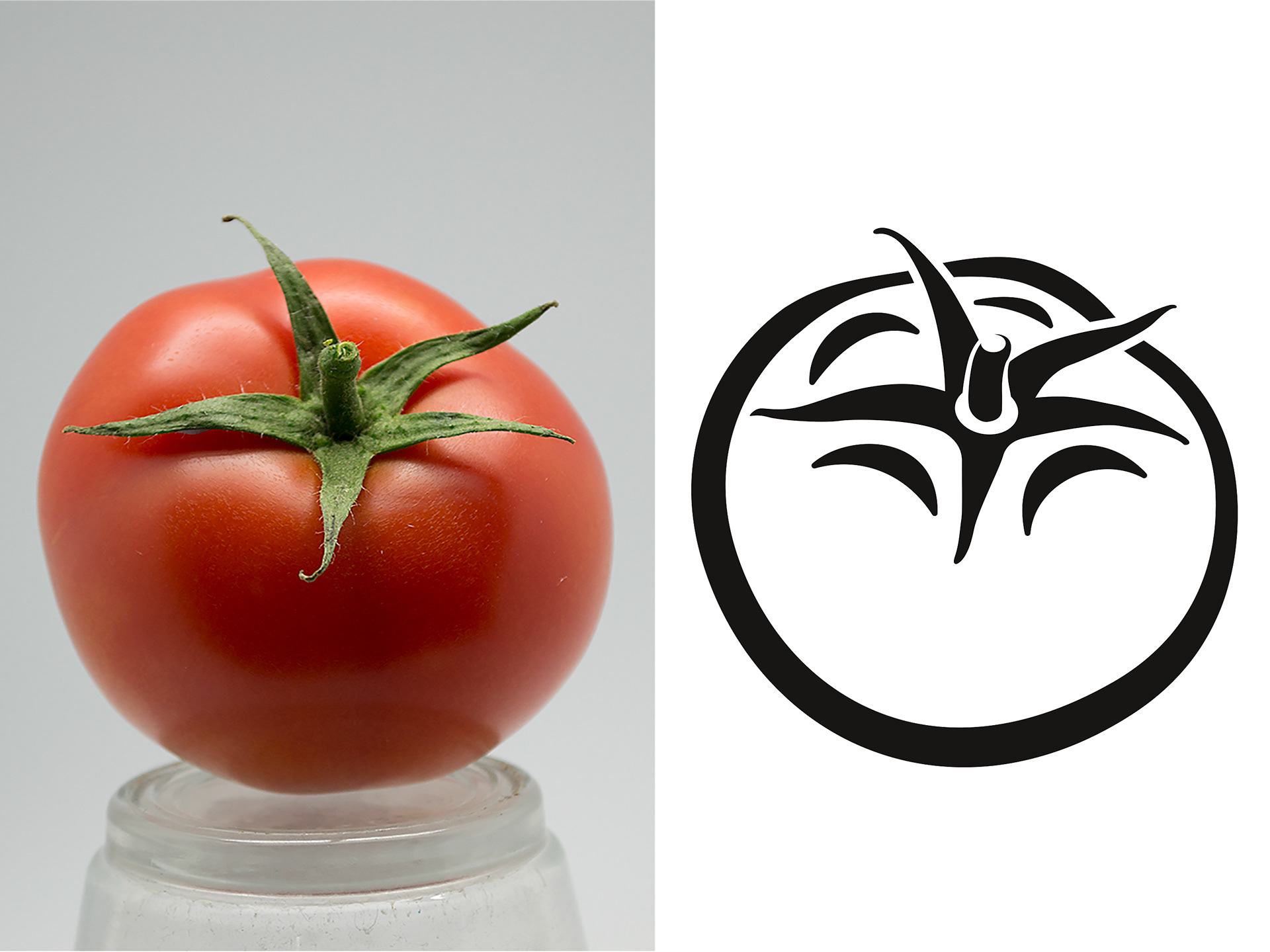 Original tomato photography and resulting line illustration.
