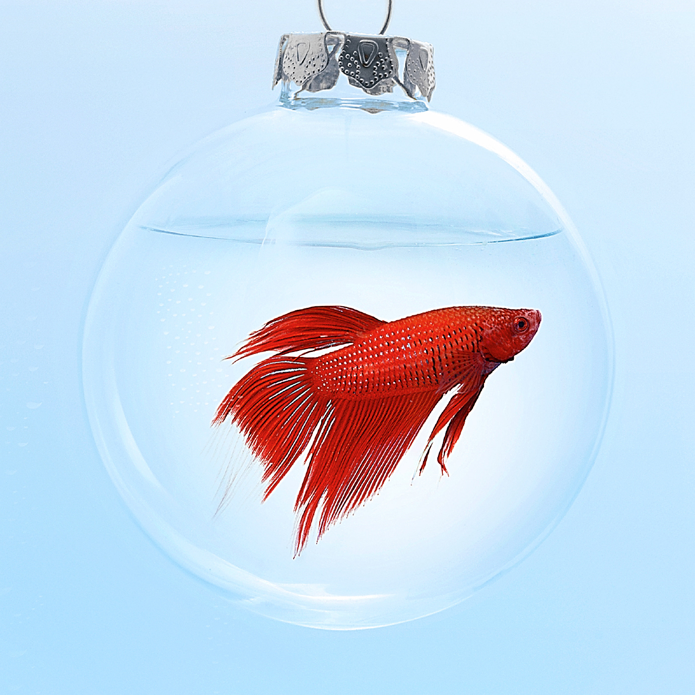 Bright red goldfish in a clear water filled Christmas tree bauble.