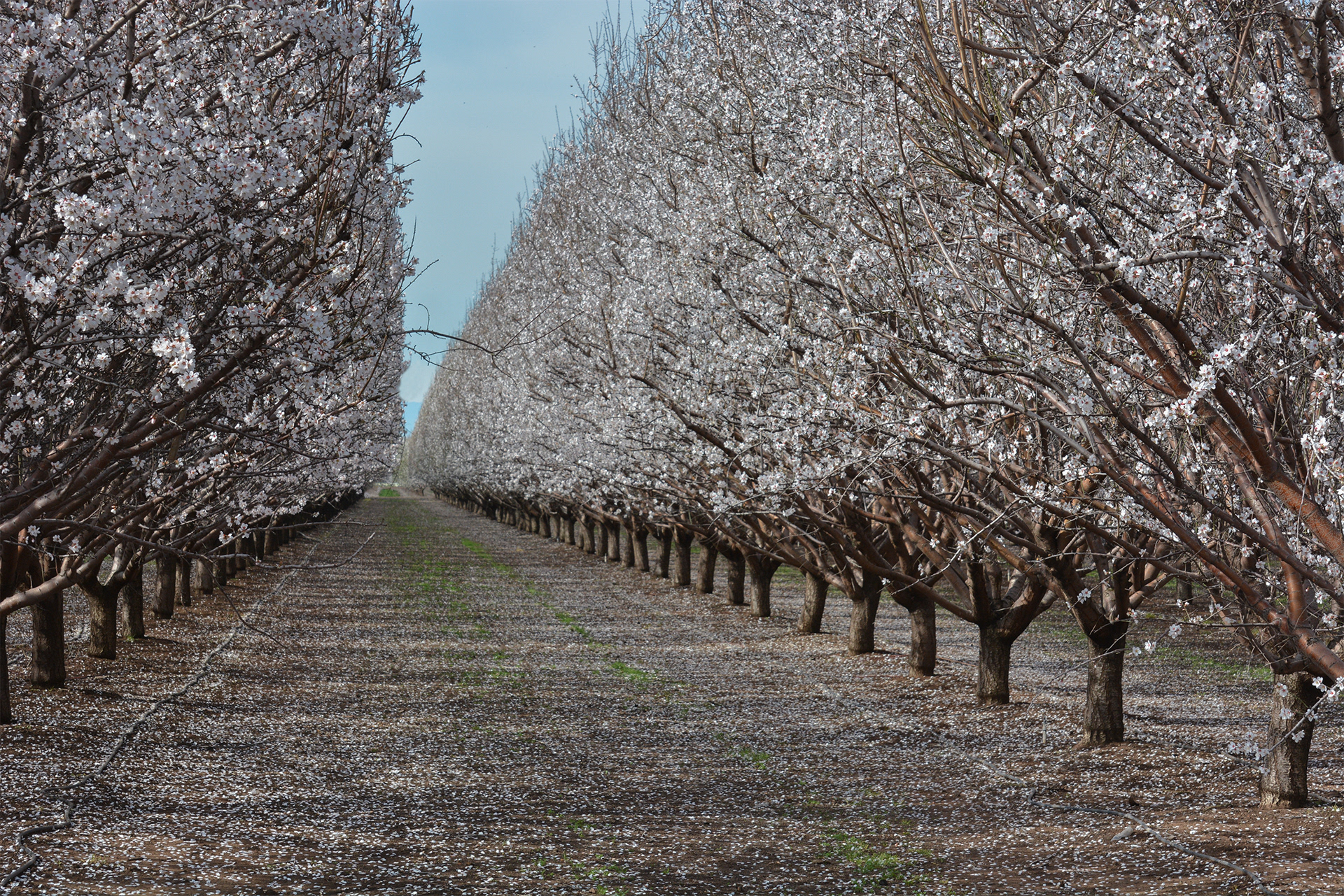 Early season almond tree crop.