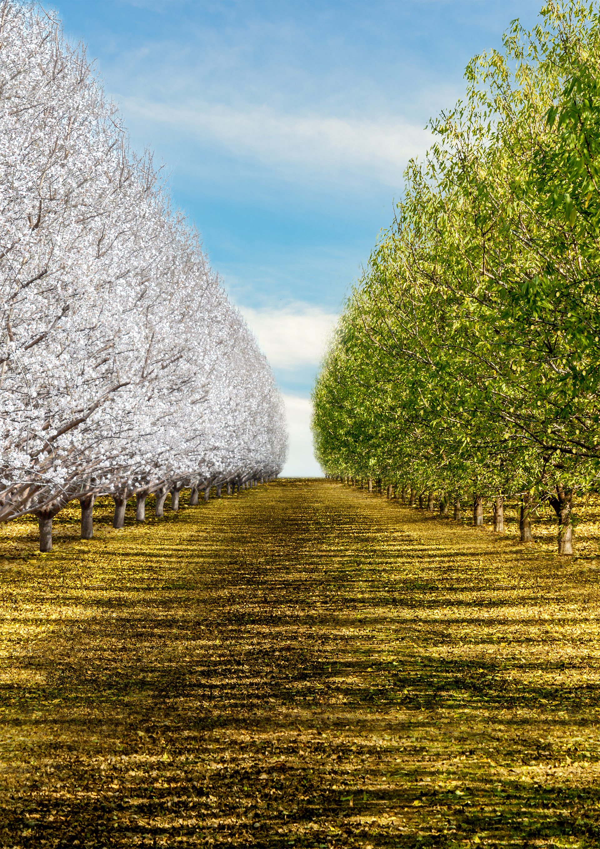 Retouched almond tree crop with flowering trees on the left and late season trees on the right.