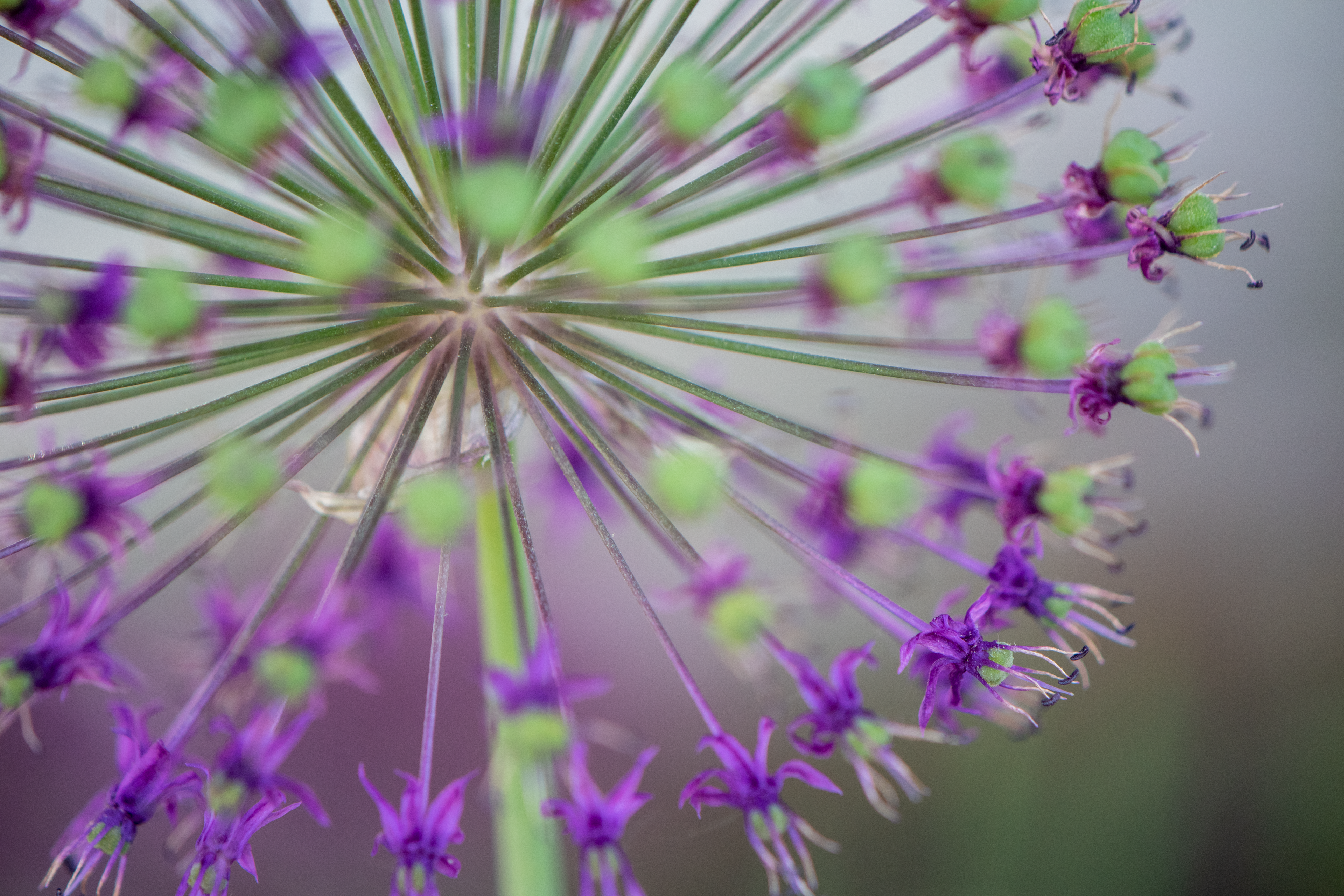 Allium Firework