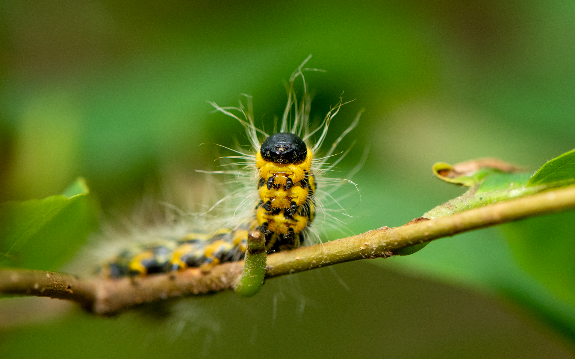 Einstein Vibes: Yellow-Necked Caterpillar Moth