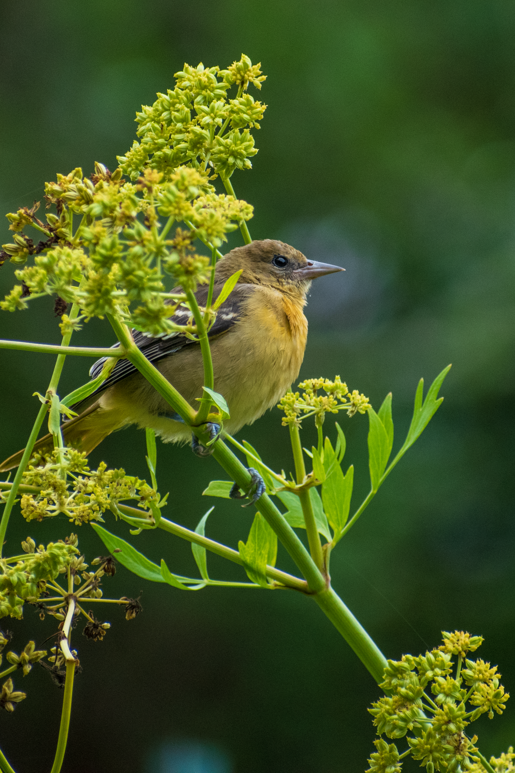 Aesthetic Perch: Baltimore Oriole (F)