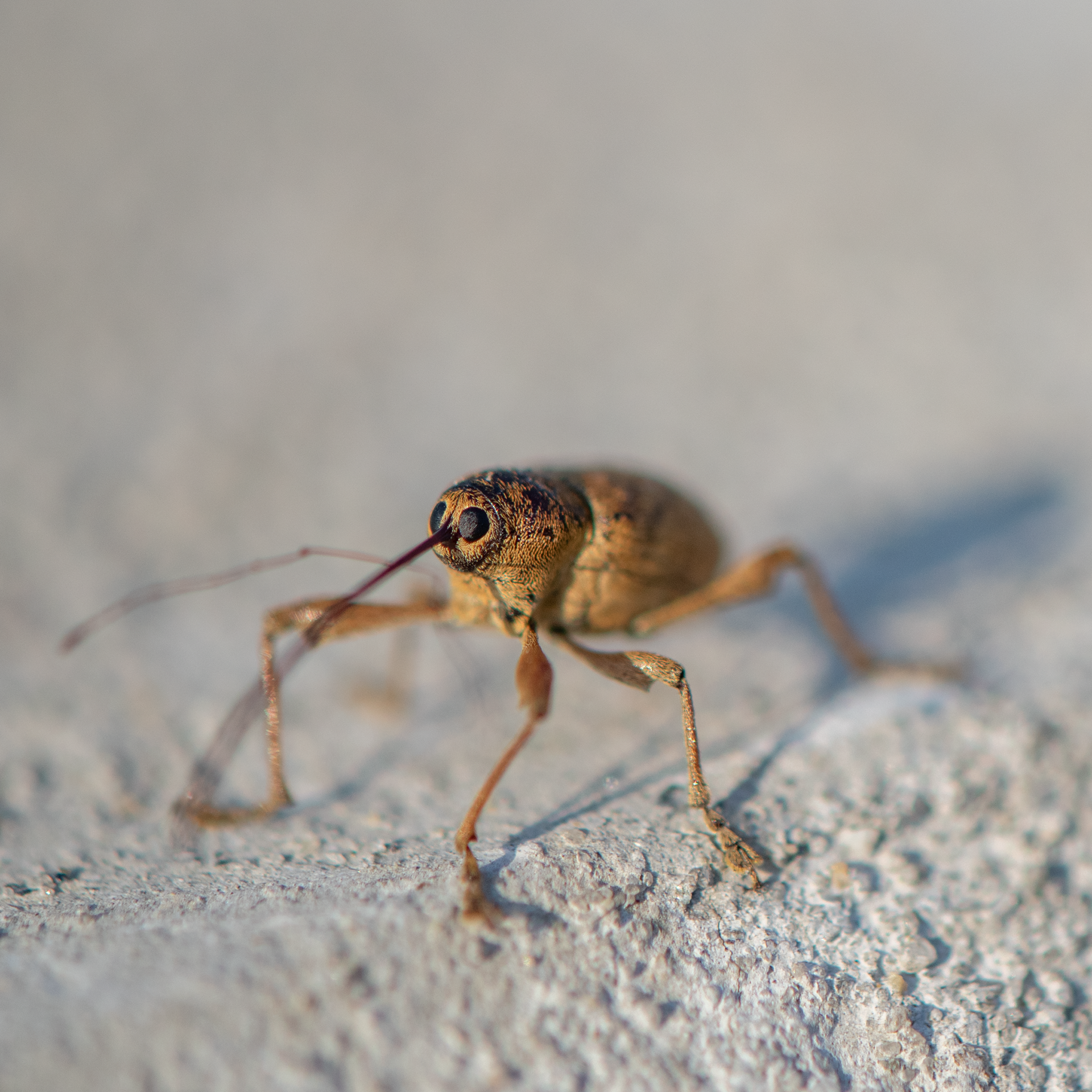 Nosing In: Chestnut Weevil
