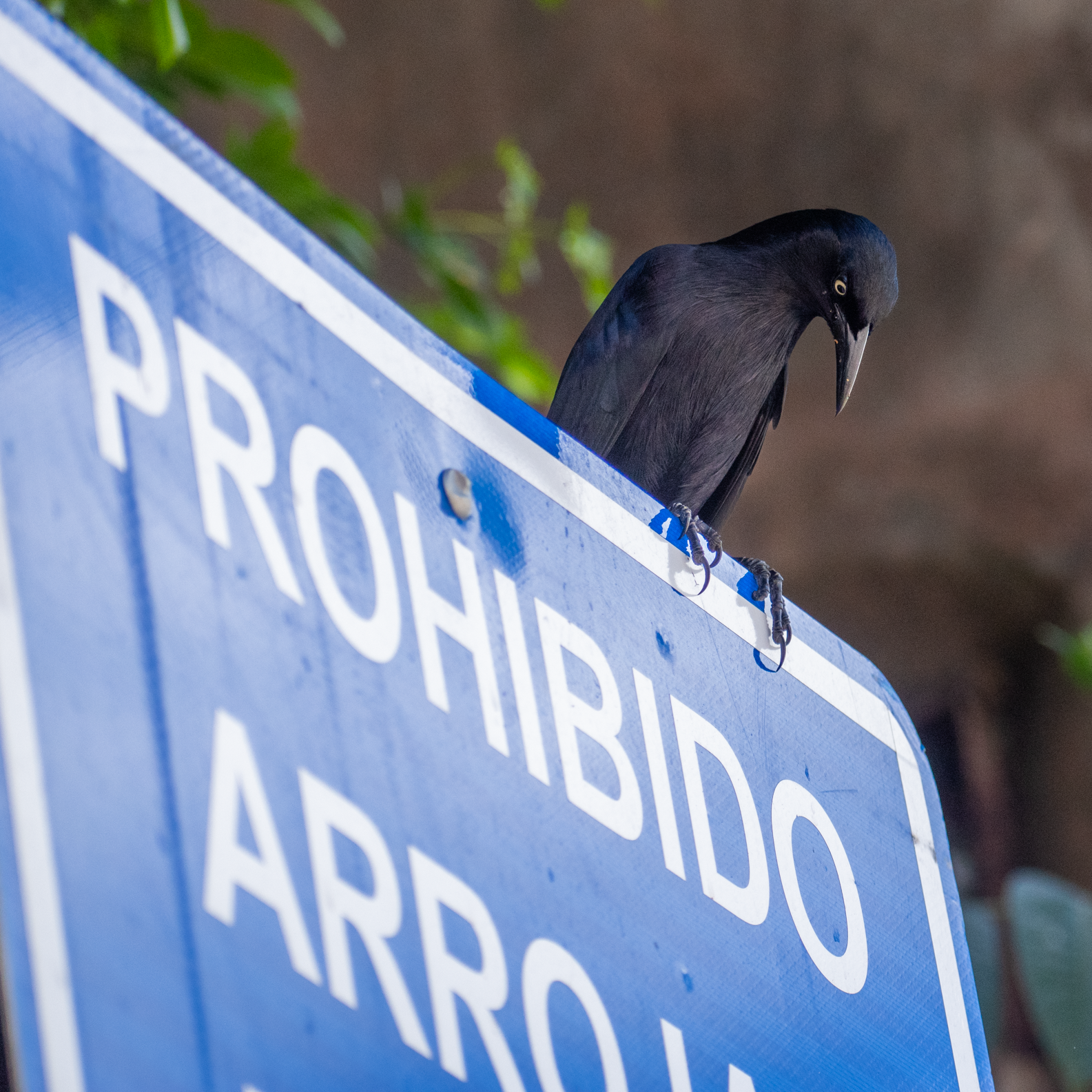 Prohibido: Greater Antillean Grackle